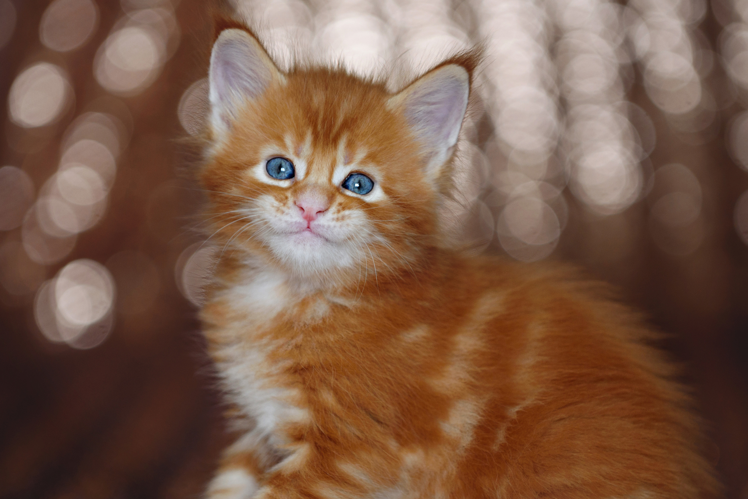 Собаки и кошки. Фотограф Вероника Ранцева, фотосессии с лошадьми в Минске и Могилеве