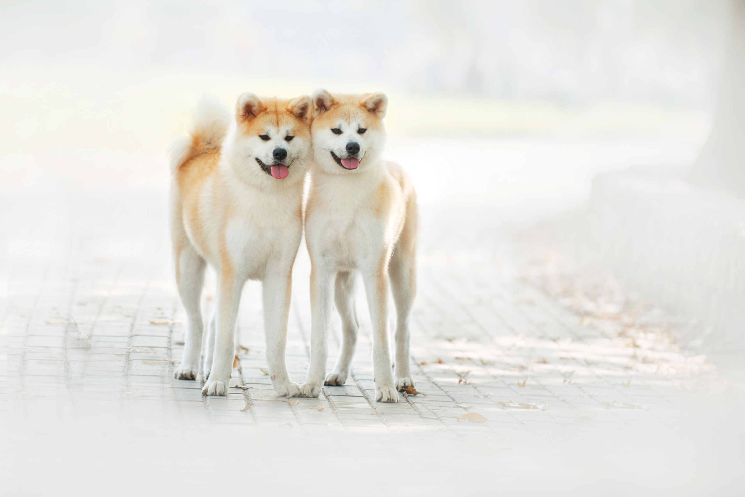 Собаки и кошки. Фотограф Вероника Ранцева, фотосессии с лошадьми в Минске и Могилеве
