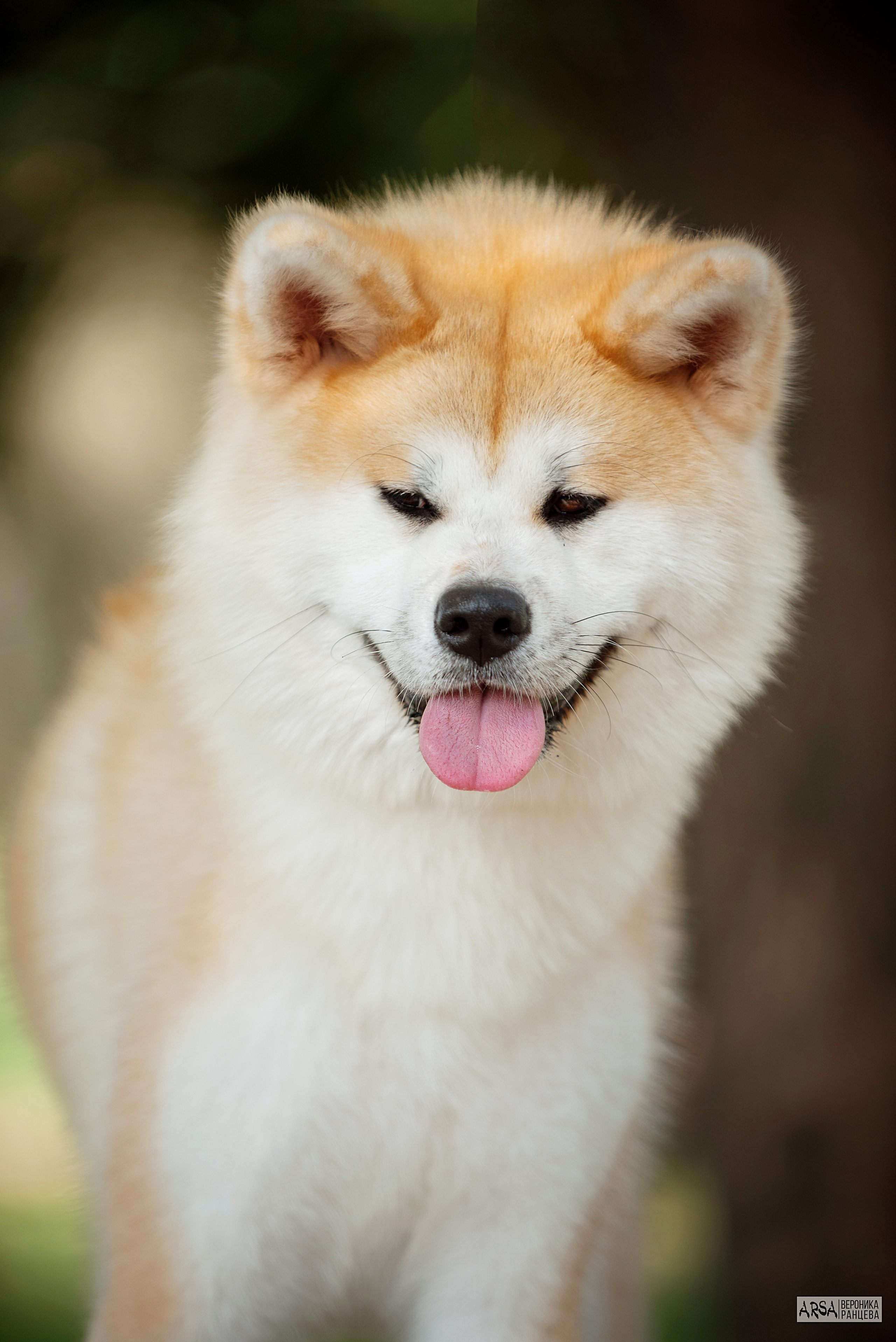 Собаки и кошки. Фотограф Вероника Ранцева, фотосессии с лошадьми в Минске и Могилеве