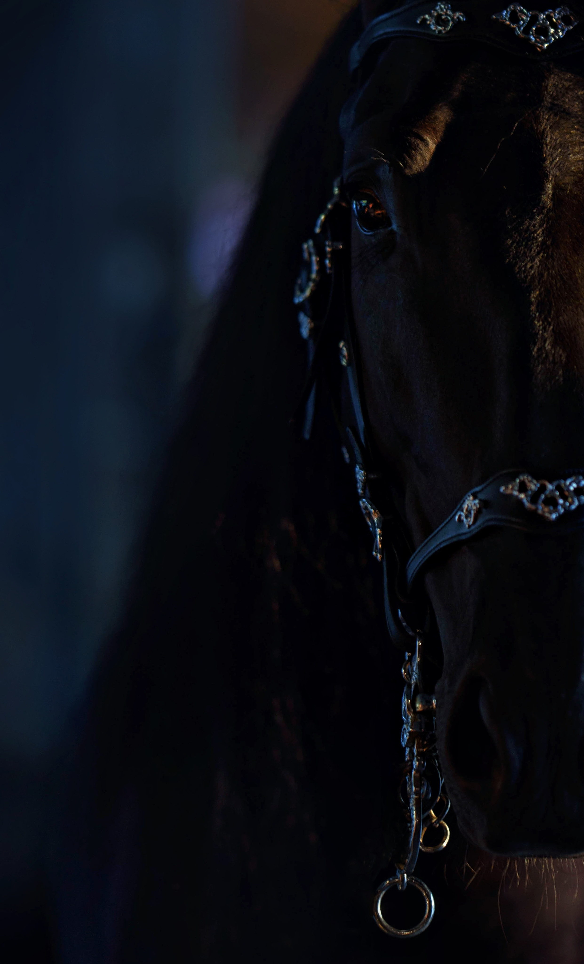 Лошади. Фотограф Вероника Ранцева, фотосессии с лошадьми в Минске и Могилеве