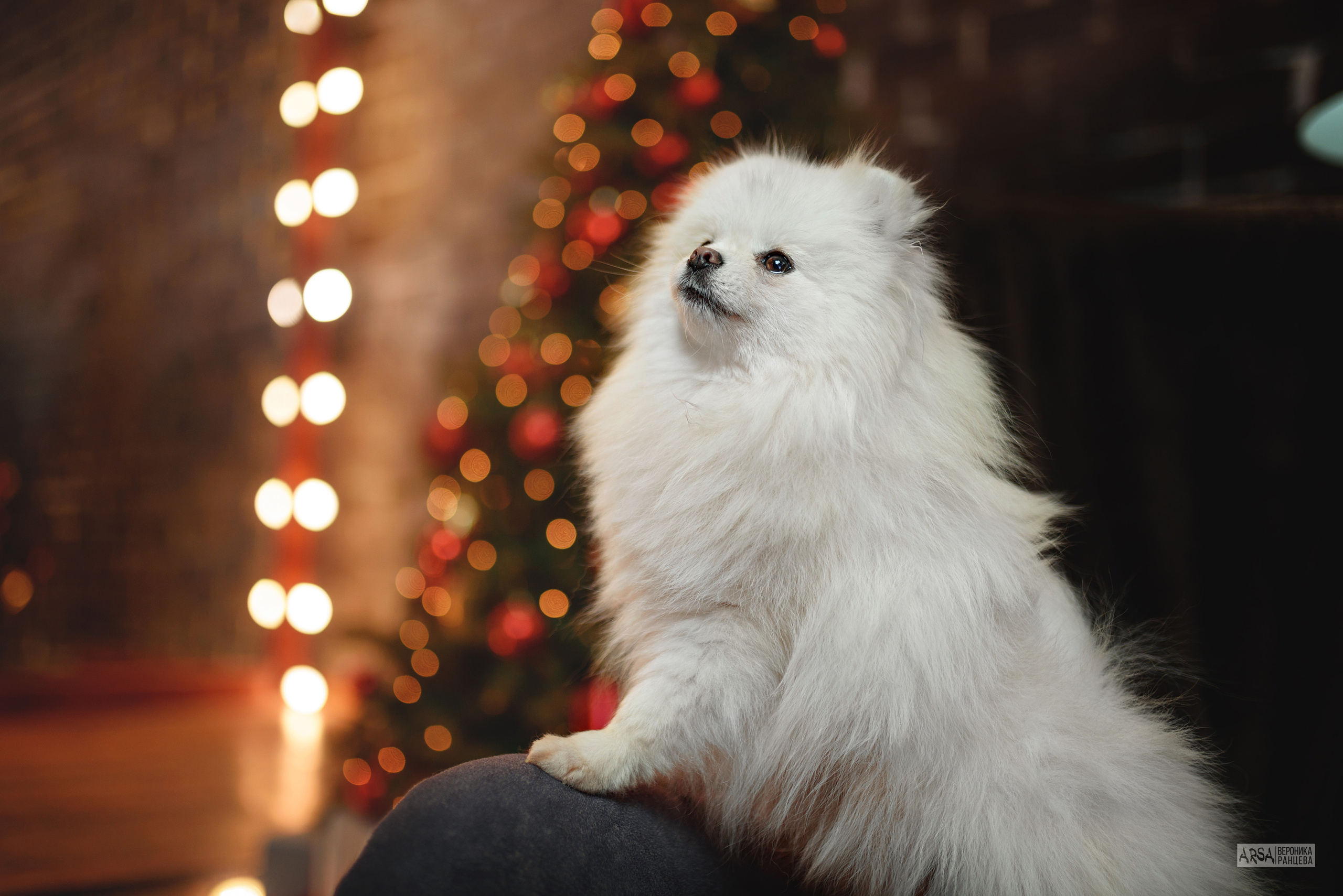 Собаки и кошки. Фотограф Вероника Ранцева, фотосессии с лошадьми в Минске и Могилеве