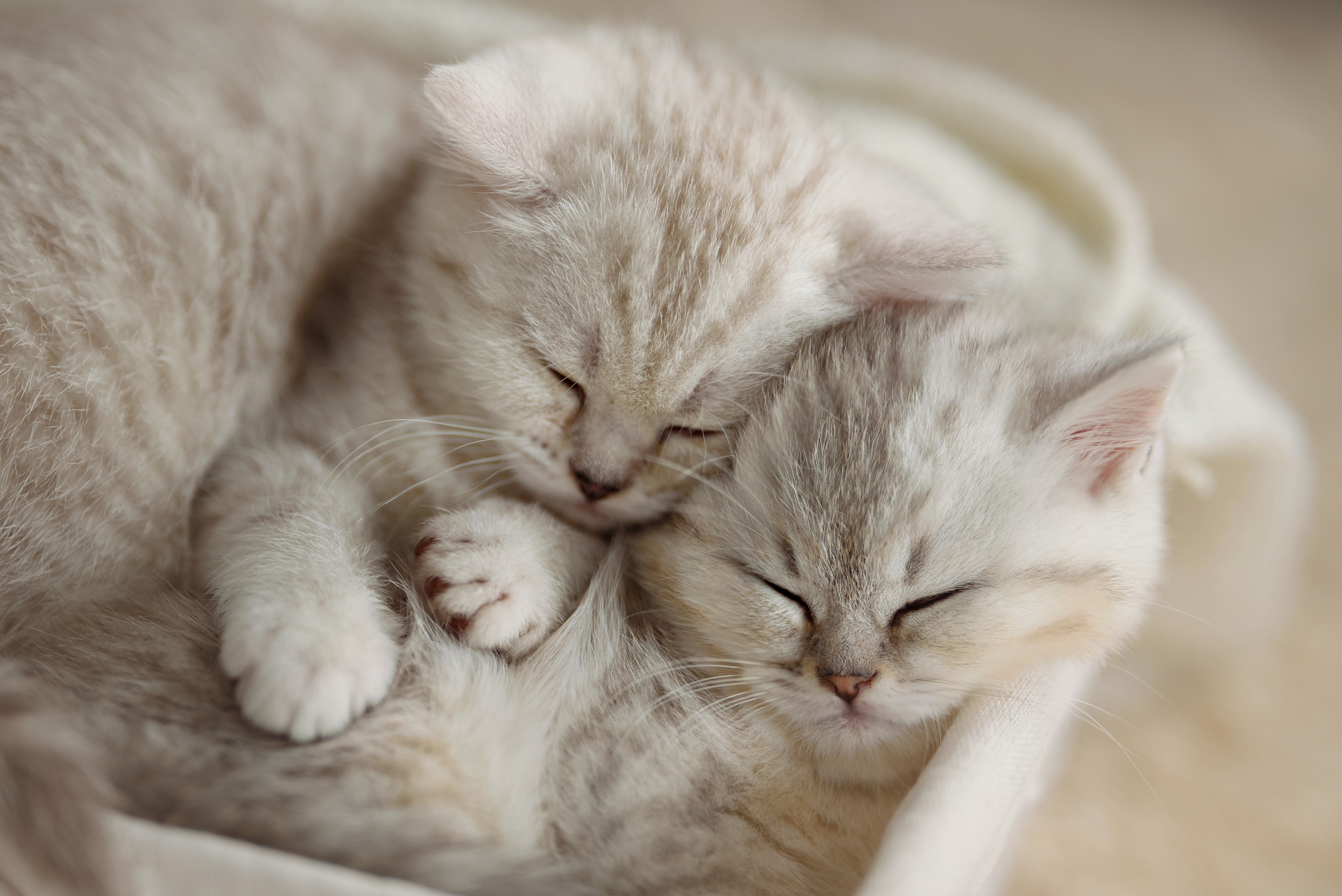 Собаки и кошки. Фотограф Вероника Ранцева, фотосессии с лошадьми в Минске и Могилеве