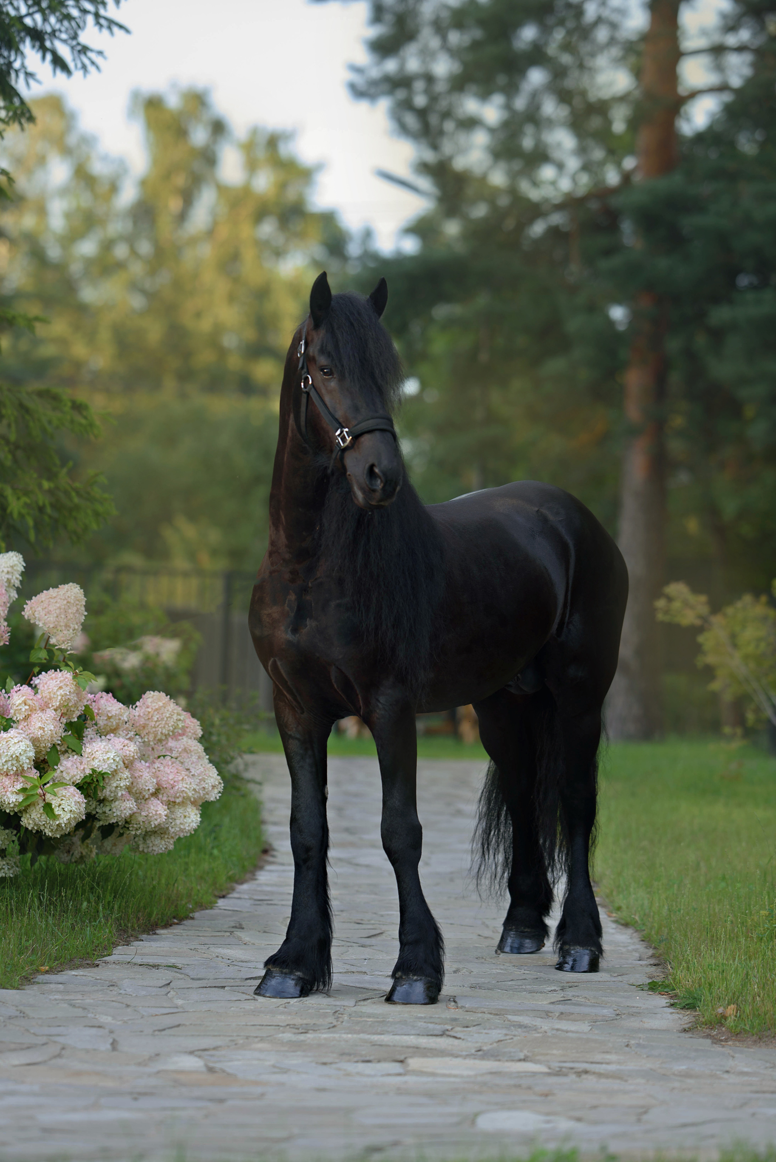 Лошади. Фотограф Вероника Ранцева, фотосессии с лошадьми в Минске и Могилеве