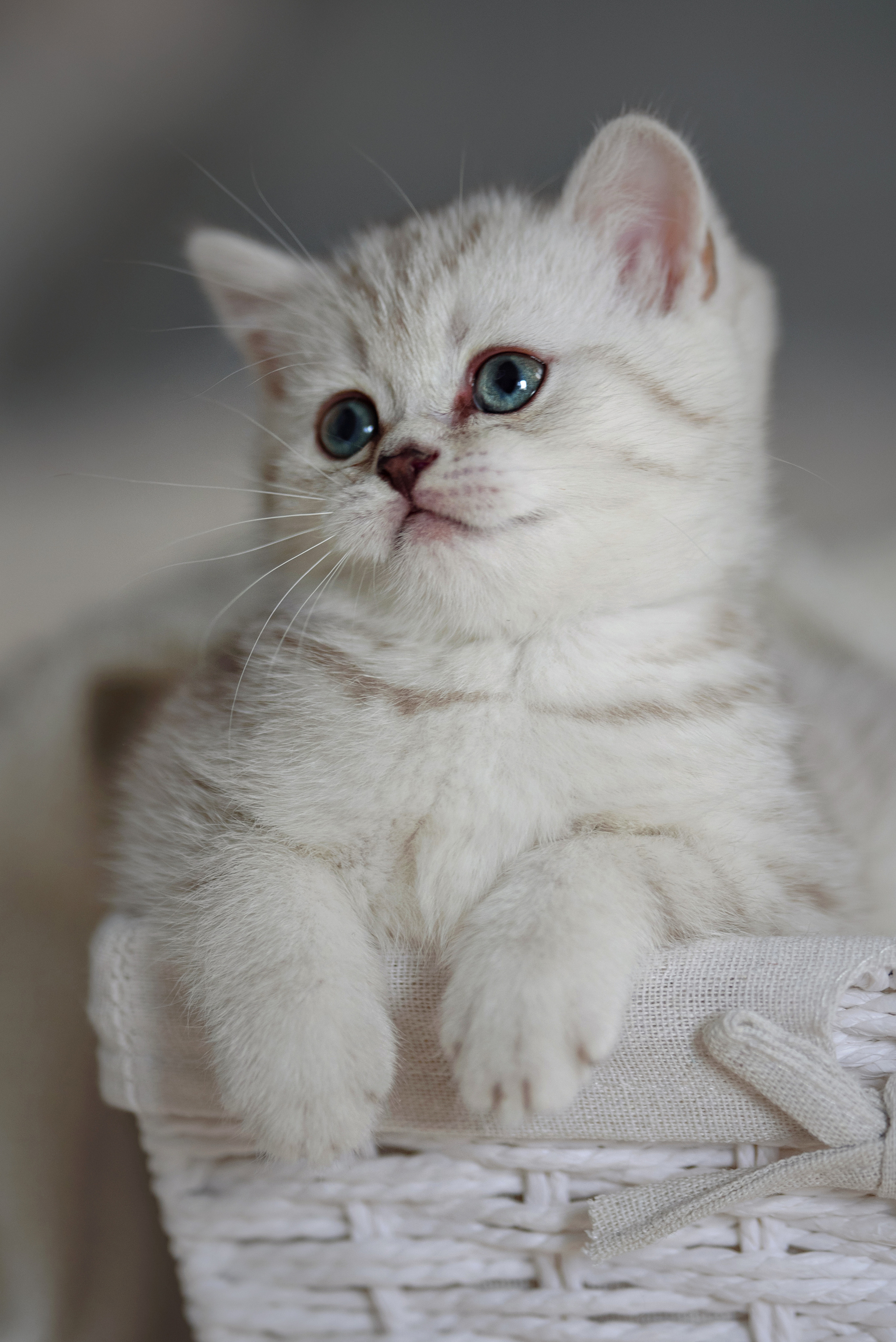 Собаки и кошки. Фотограф Вероника Ранцева, фотосессии с лошадьми в Минске и Могилеве