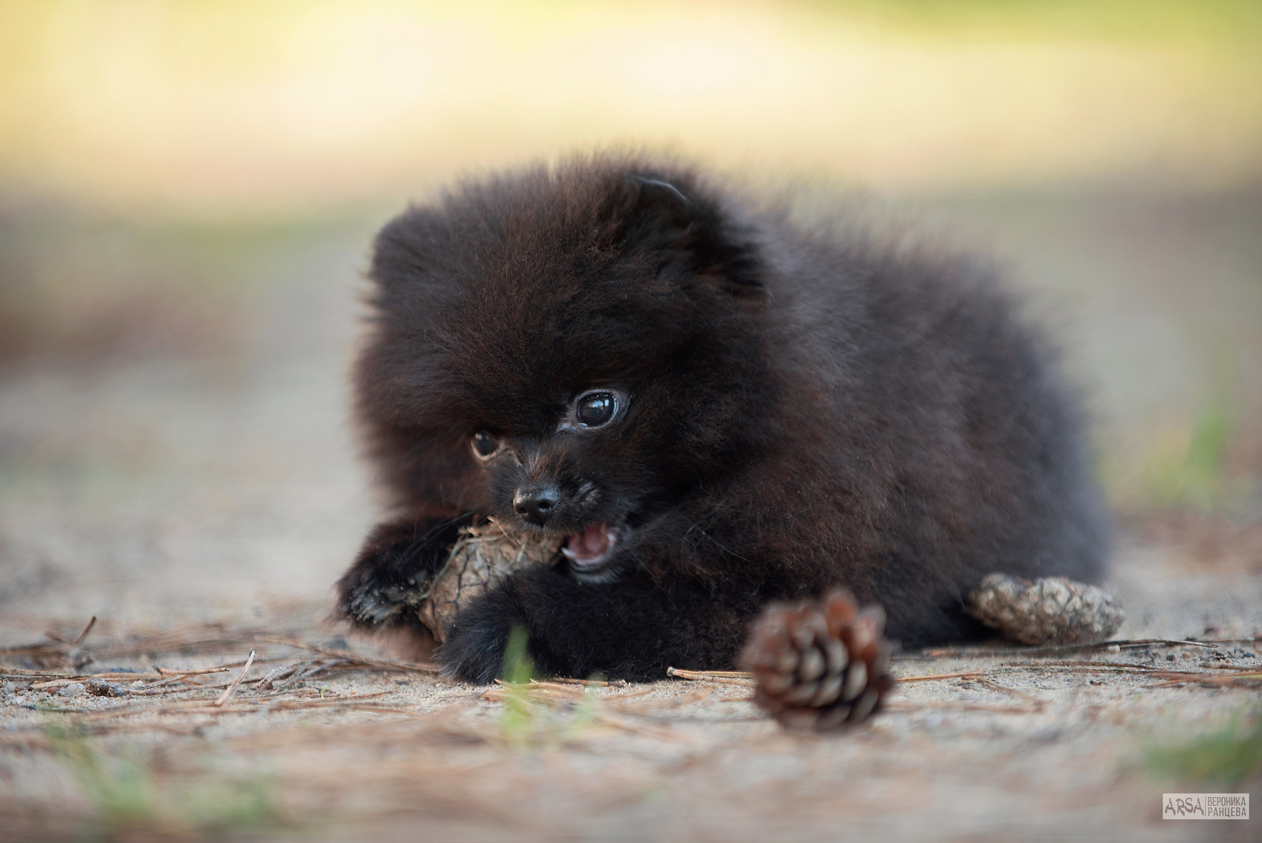 Собаки и кошки. Фотограф Вероника Ранцева, фотосессии с лошадьми в Минске и Могилеве
