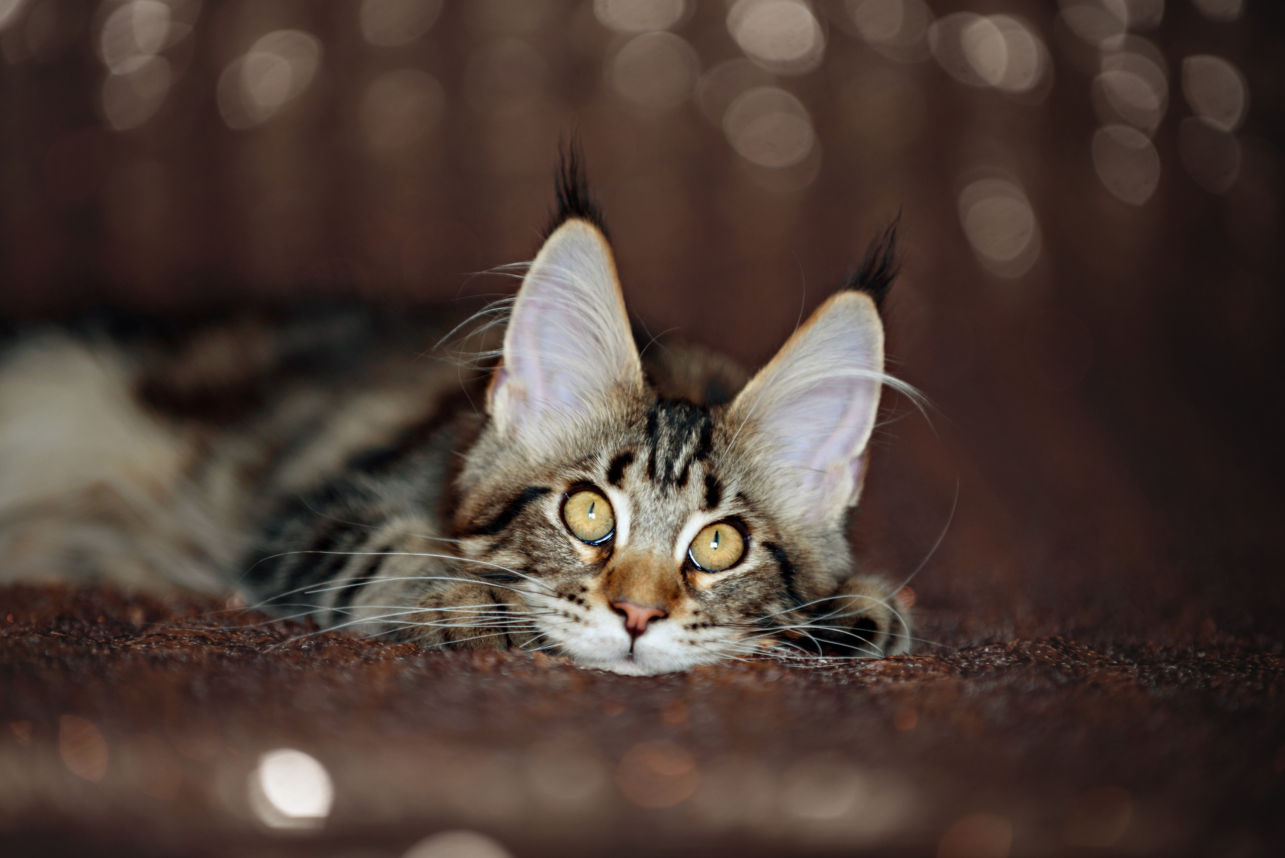 Собаки и кошки. Фотограф Вероника Ранцева, фотосессии с лошадьми в Минске и Могилеве