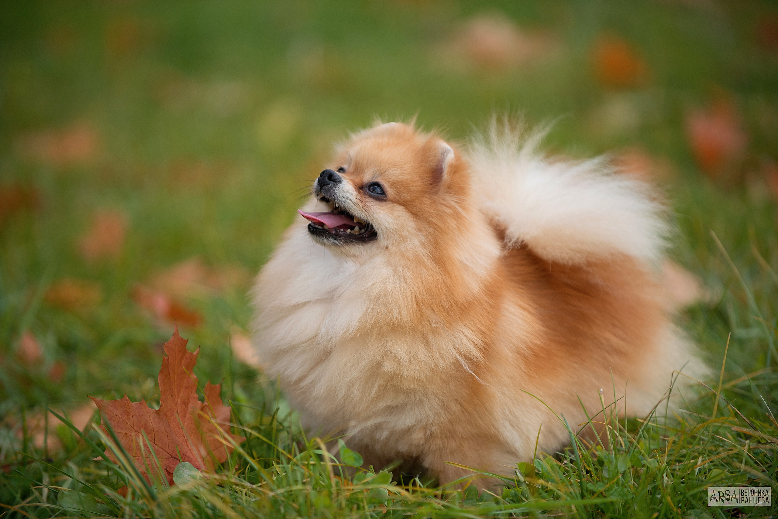 Собаки и кошки. Фотограф Вероника Ранцева, фотосессии с лошадьми в Минске и Могилеве