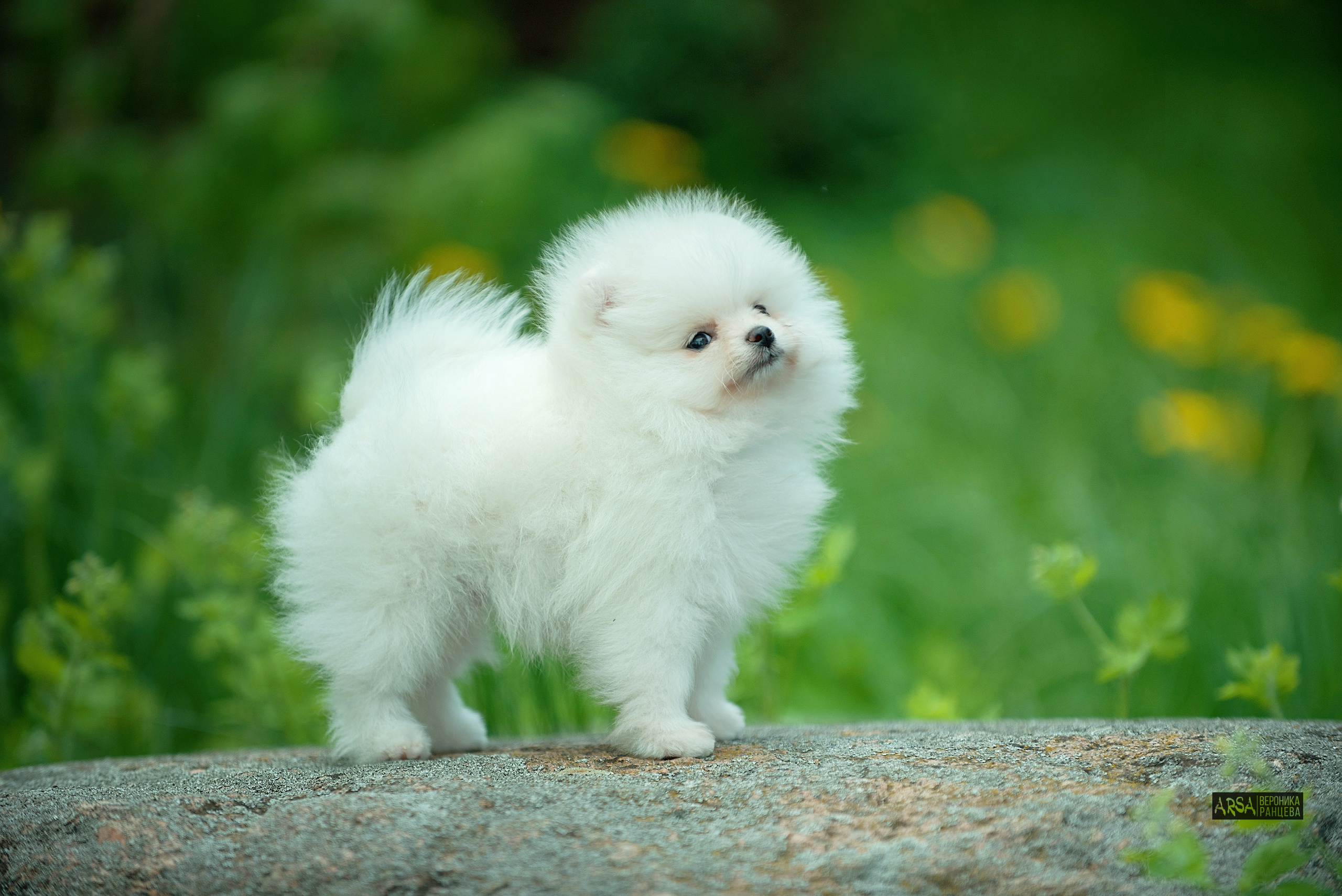 Собаки и кошки. Фотограф Вероника Ранцева, фотосессии с лошадьми в Минске и Могилеве