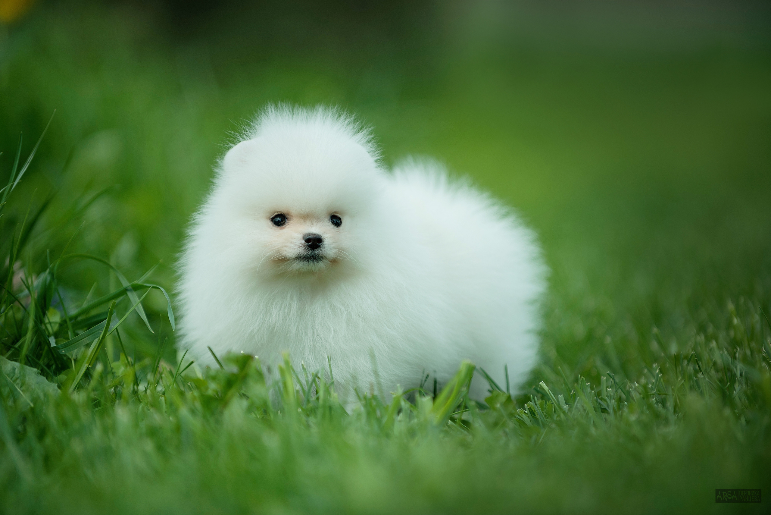Собаки и кошки. Фотограф Вероника Ранцева, фотосессии с лошадьми в Минске и Могилеве