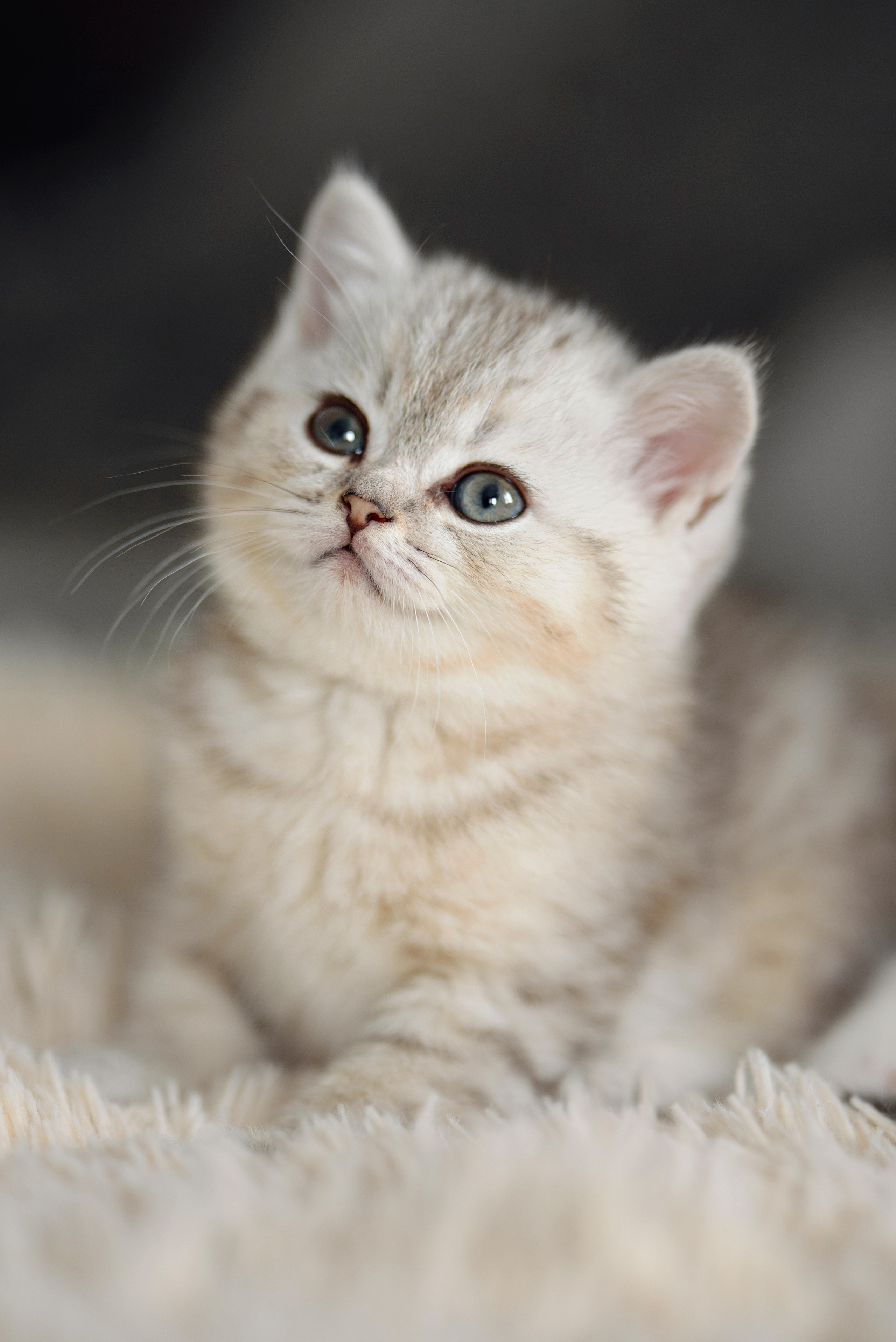 Собаки и кошки. Фотограф Вероника Ранцева, фотосессии с лошадьми в Минске и Могилеве