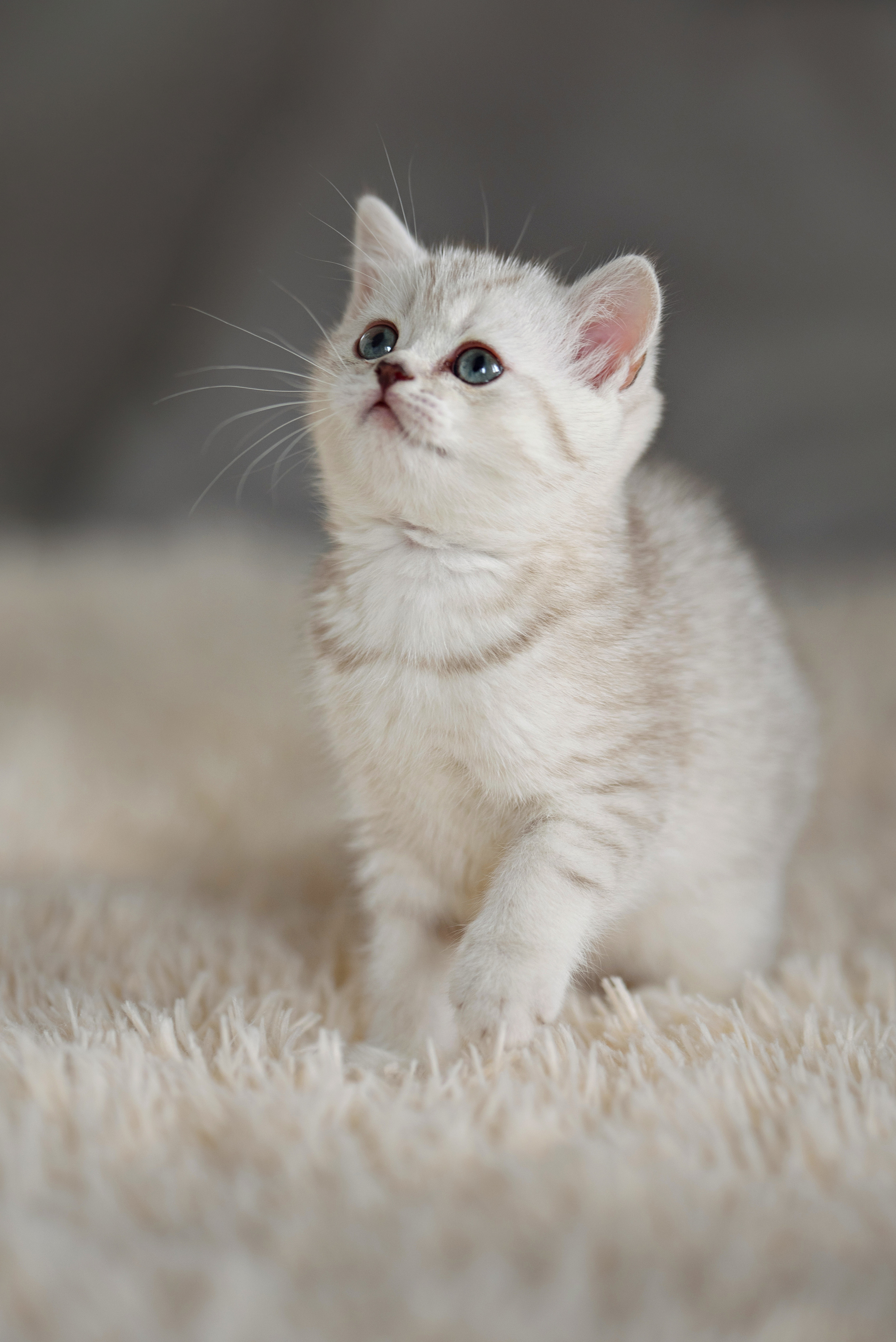 Собаки и кошки. Фотограф Вероника Ранцева, фотосессии с лошадьми в Минске и Могилеве