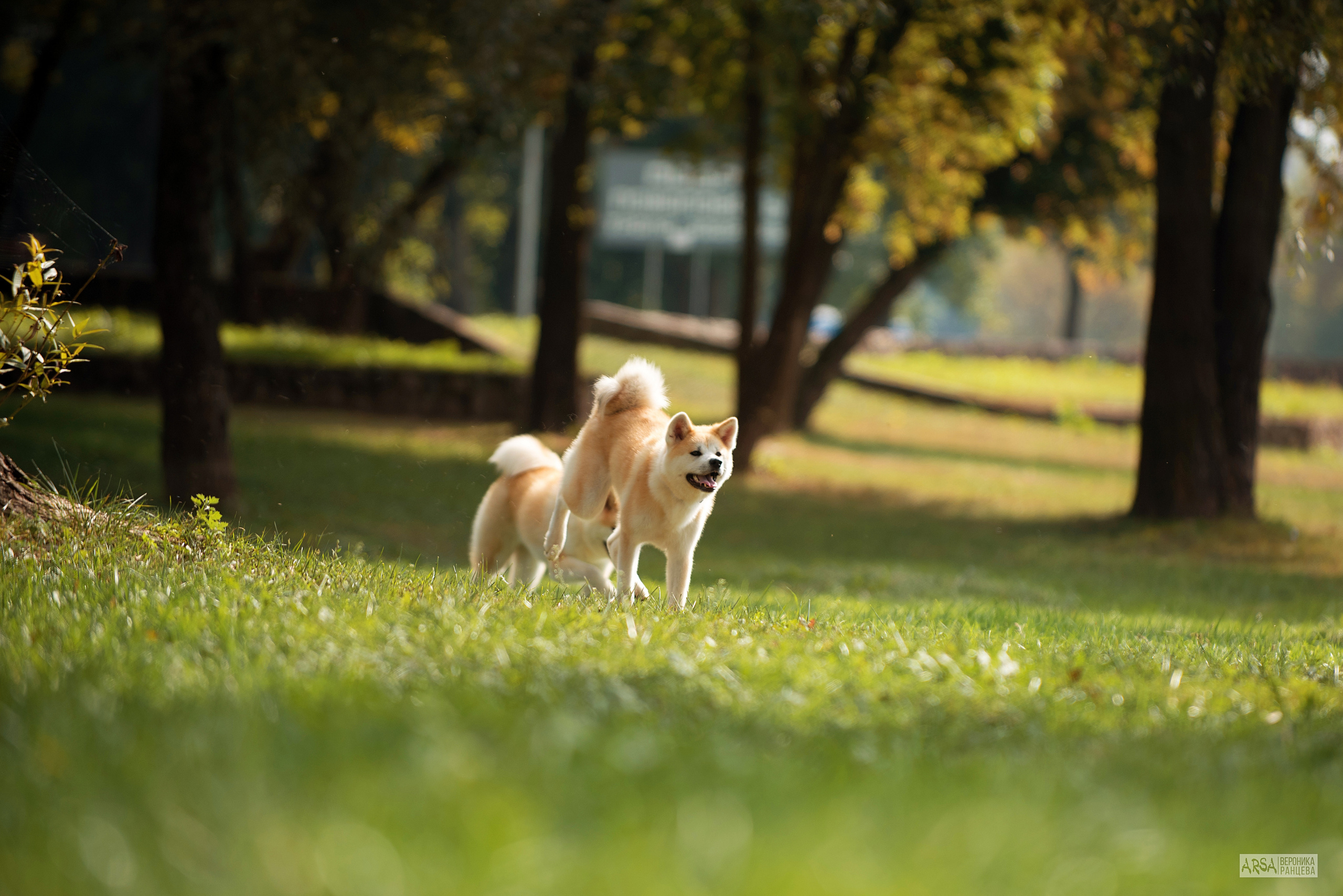 Собаки и кошки. Фотограф Вероника Ранцева, фотосессии с лошадьми в Минске и Могилеве