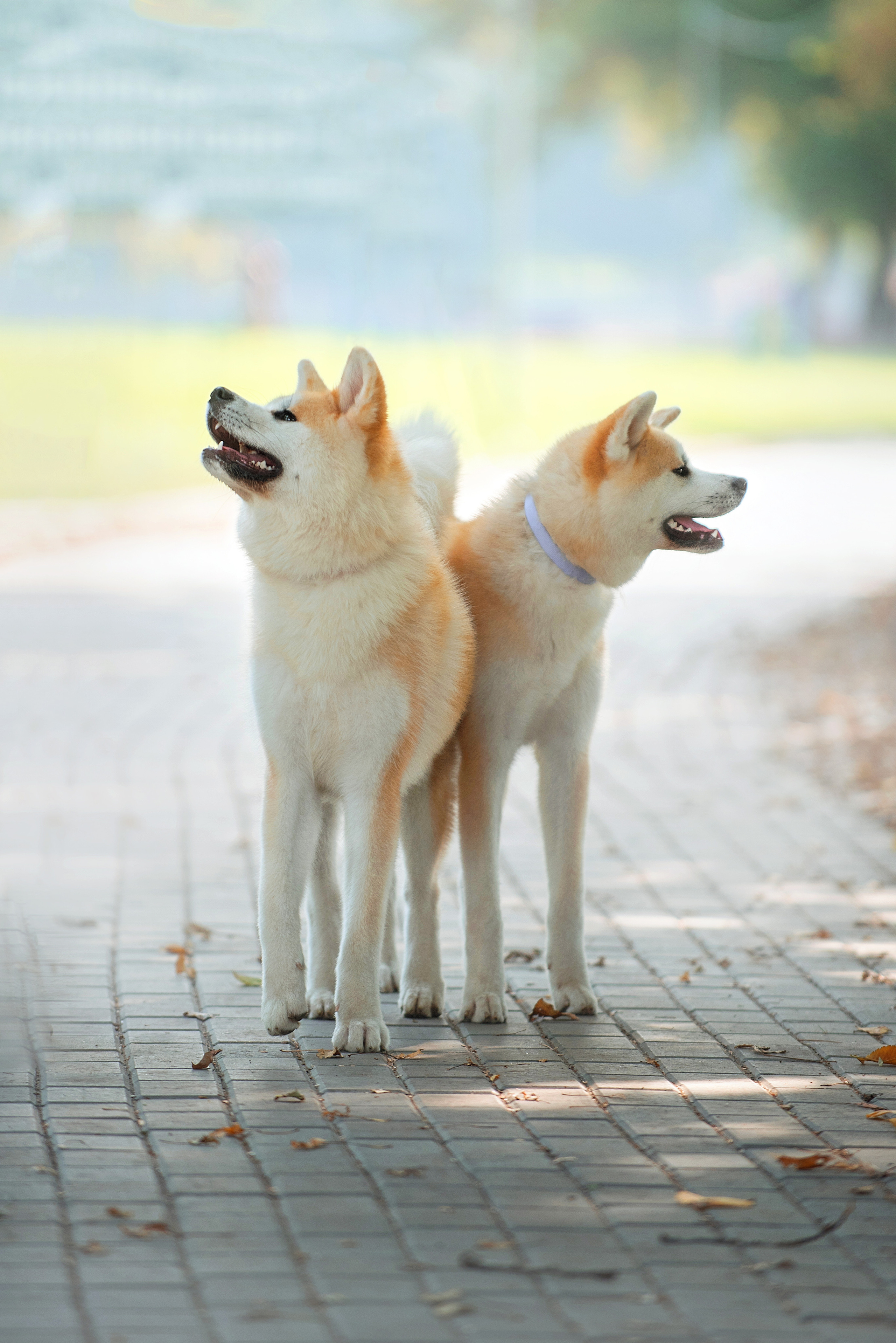 Собаки и кошки. Фотограф Вероника Ранцева, фотосессии с лошадьми в Минске и Могилеве