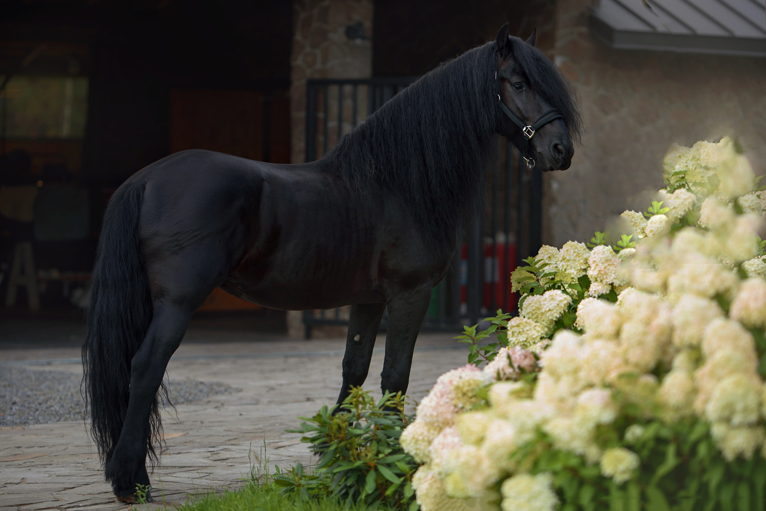 Лошади. Фотограф Вероника Ранцева, фотосессии с лошадьми в Минске и Могилеве