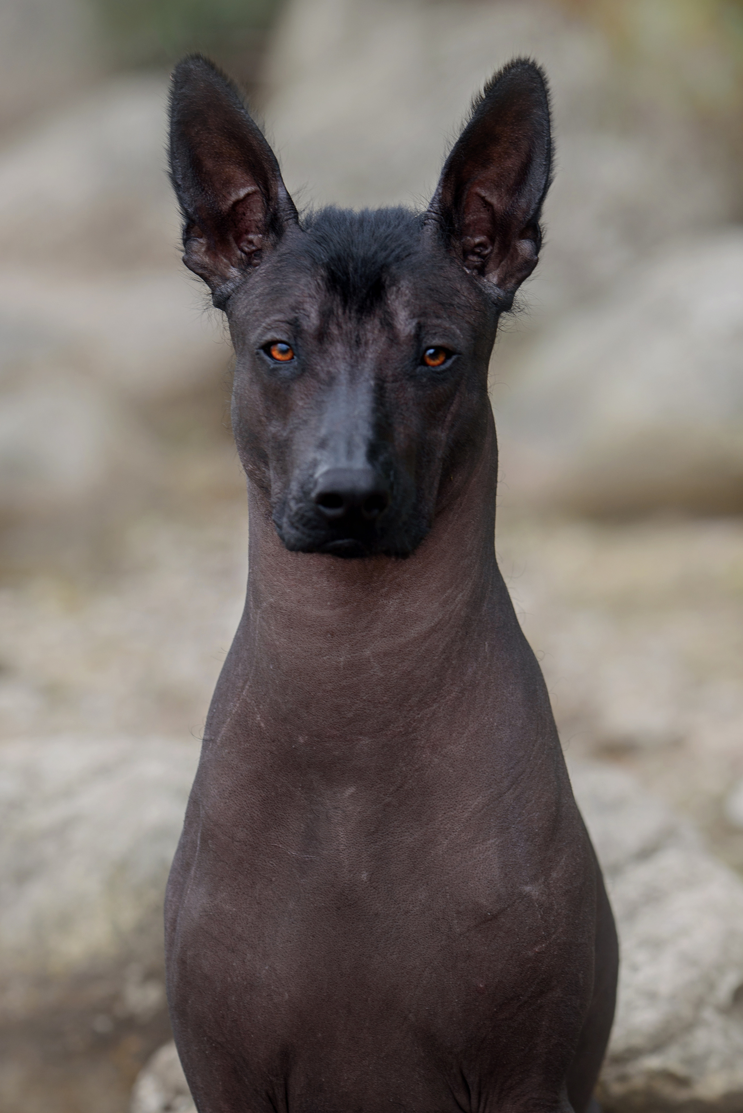 Собаки и кошки. Фотограф Вероника Ранцева, фотосессии с лошадьми в Минске и Могилеве