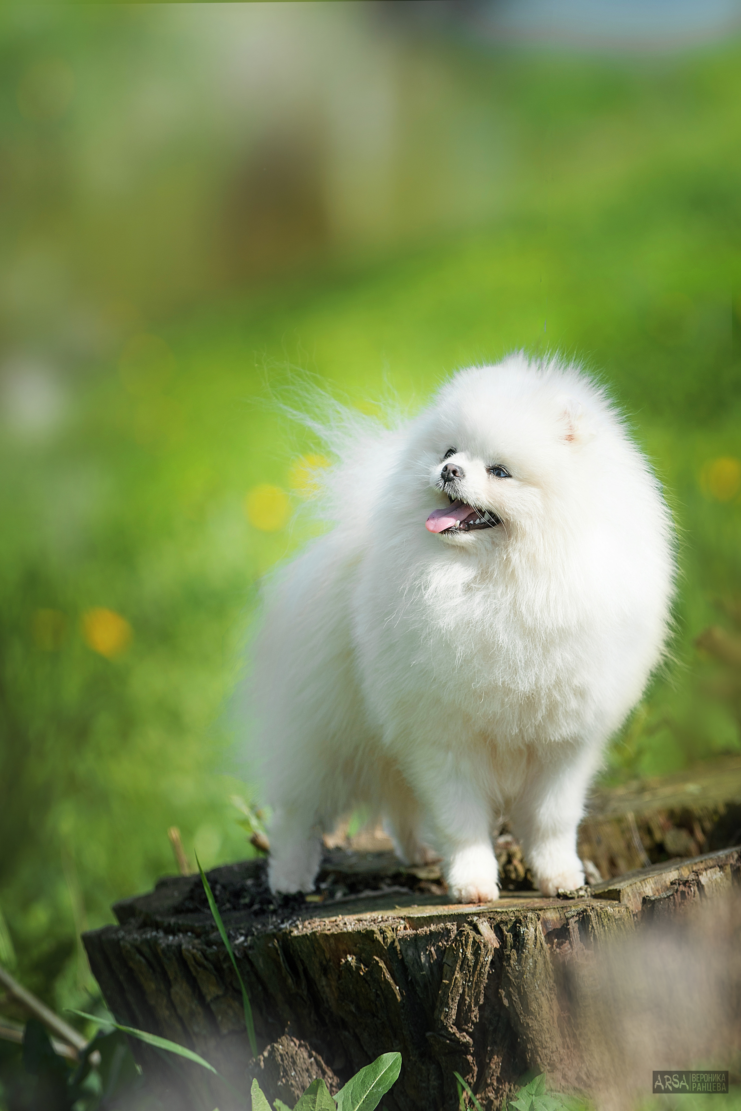 Собаки и кошки. Фотограф Вероника Ранцева, фотосессии с лошадьми в Минске и Могилеве