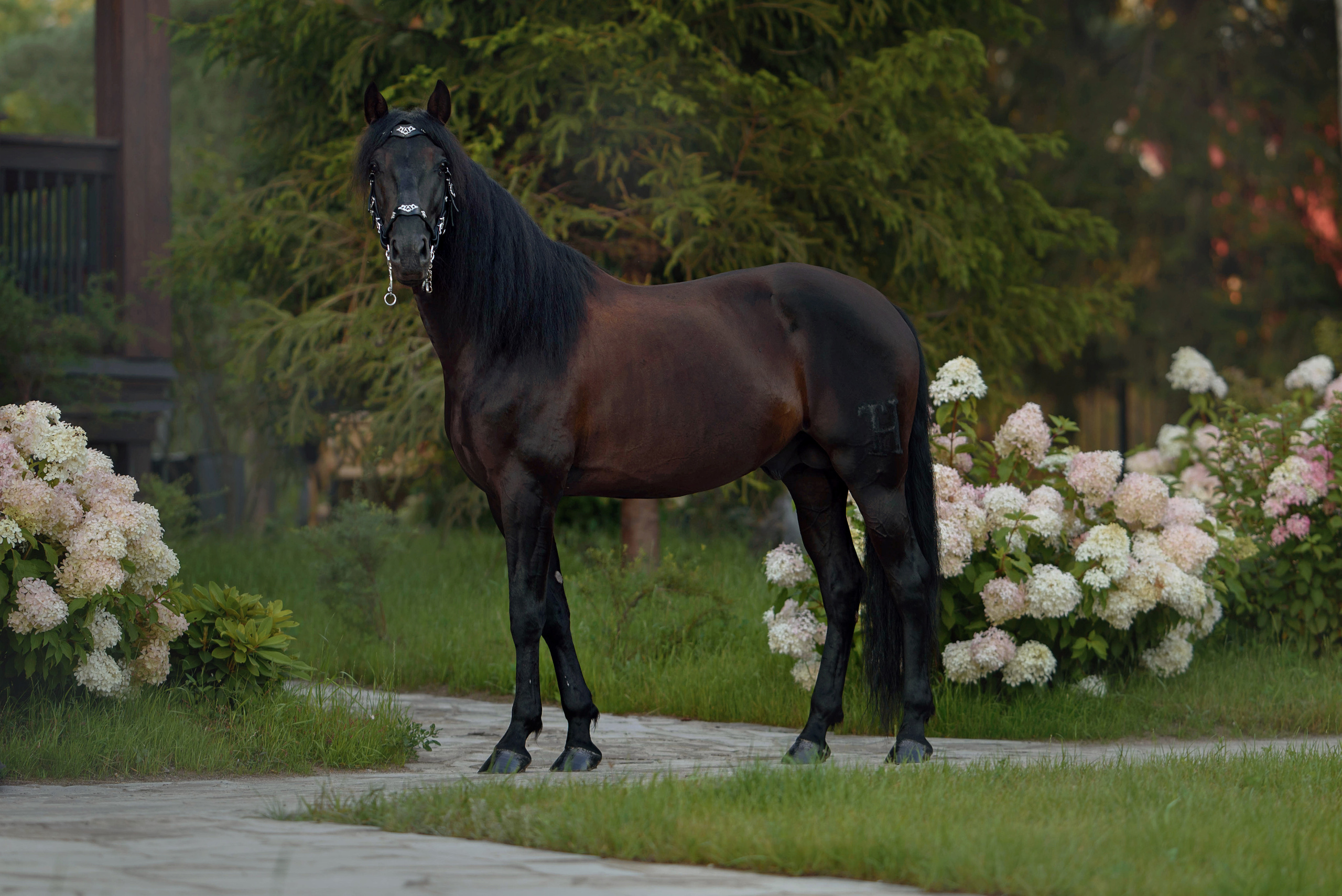 Лошади. Фотограф Вероника Ранцева, фотосессии с лошадьми в Минске и Могилеве