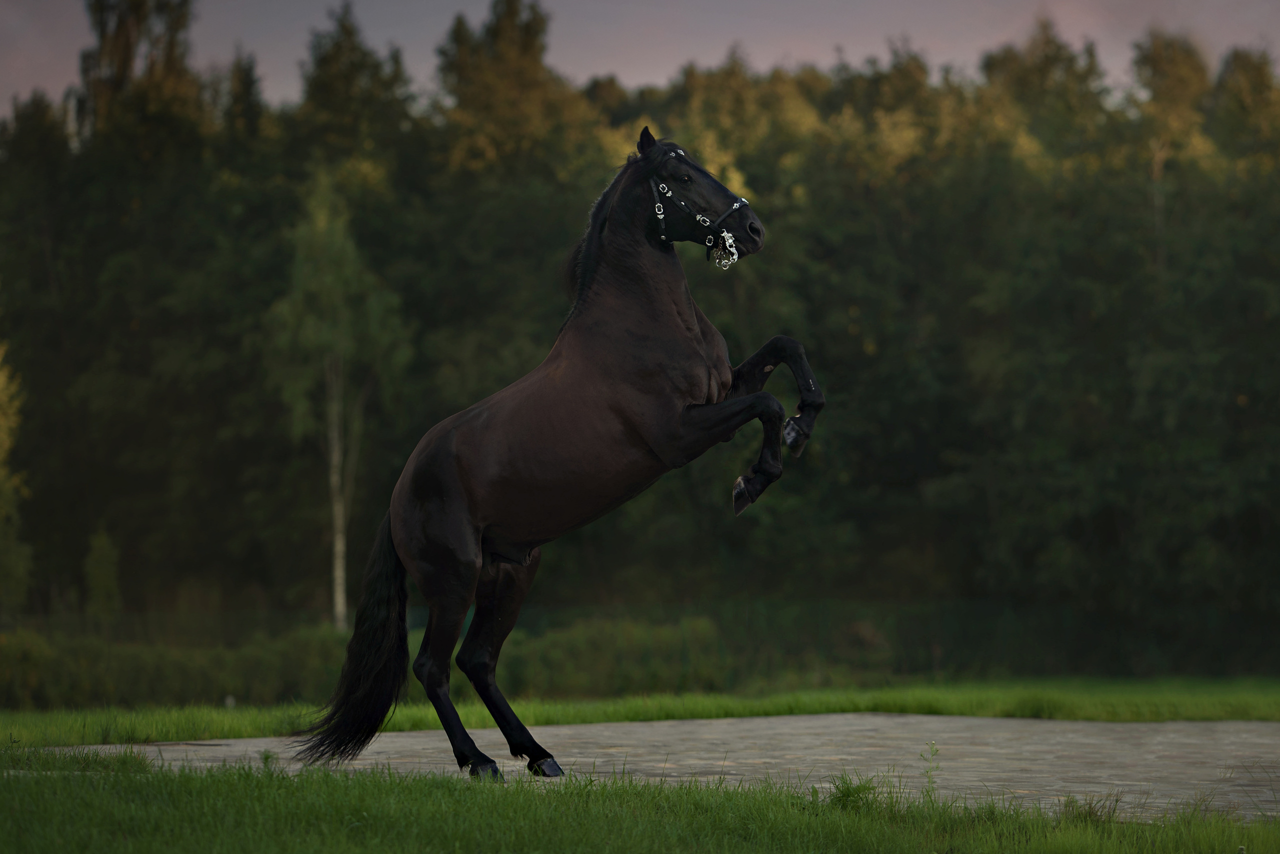 Лошади. Фотограф Вероника Ранцева, фотосессии с лошадьми в Минске и Могилеве