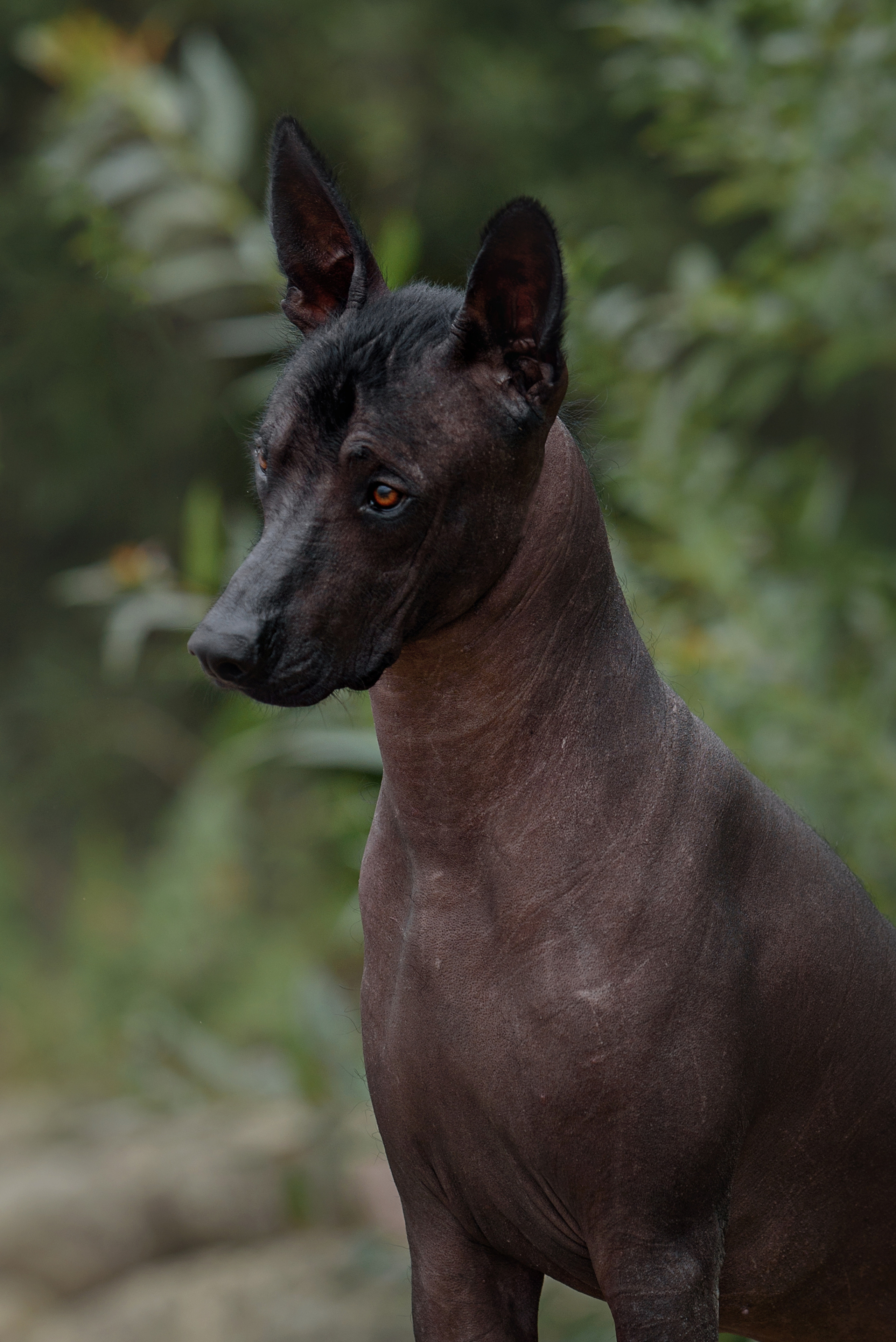 Собаки и кошки. Фотограф Вероника Ранцева, фотосессии с лошадьми в Минске и Могилеве