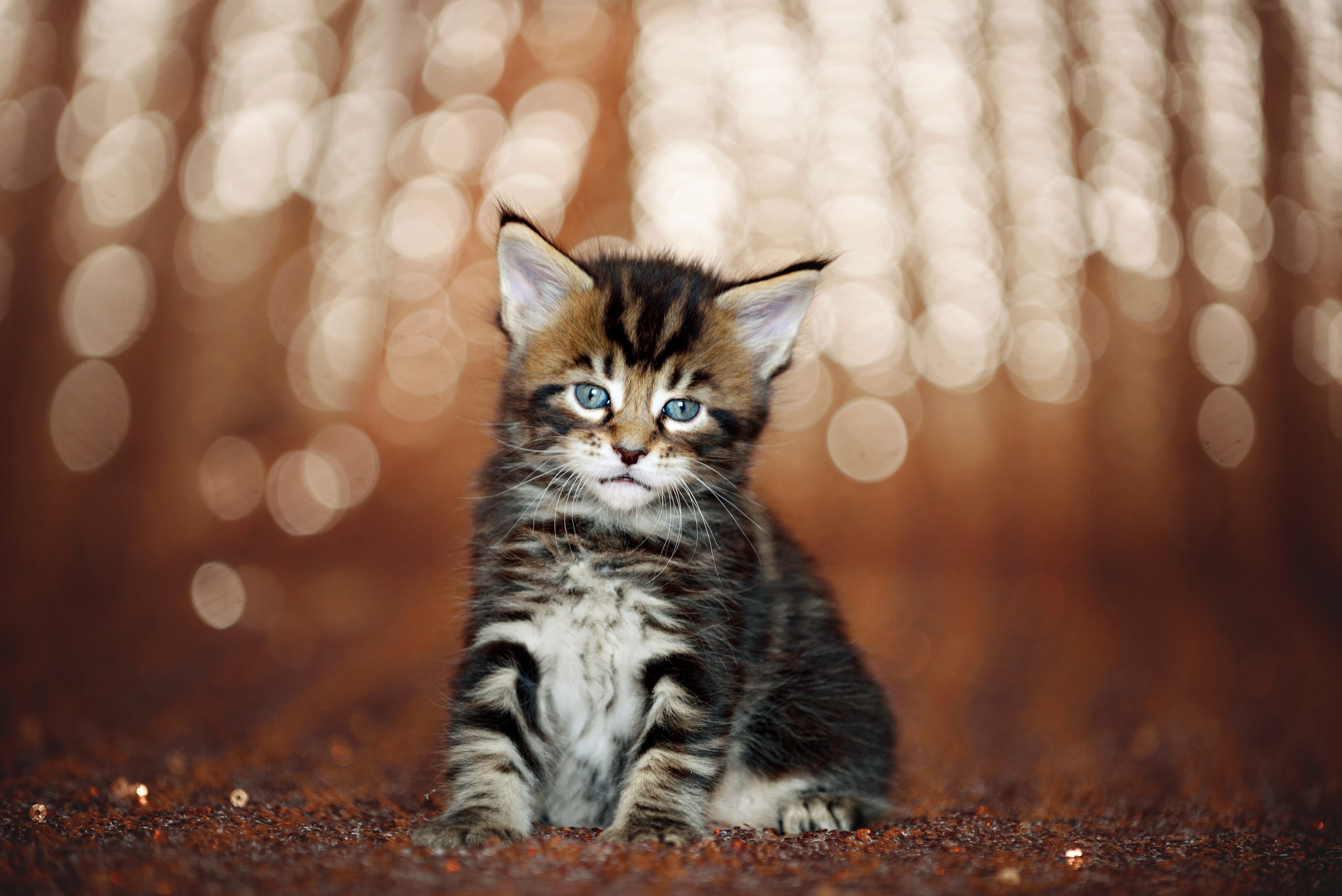 Собаки и кошки. Фотограф Вероника Ранцева, фотосессии с лошадьми в Минске и Могилеве