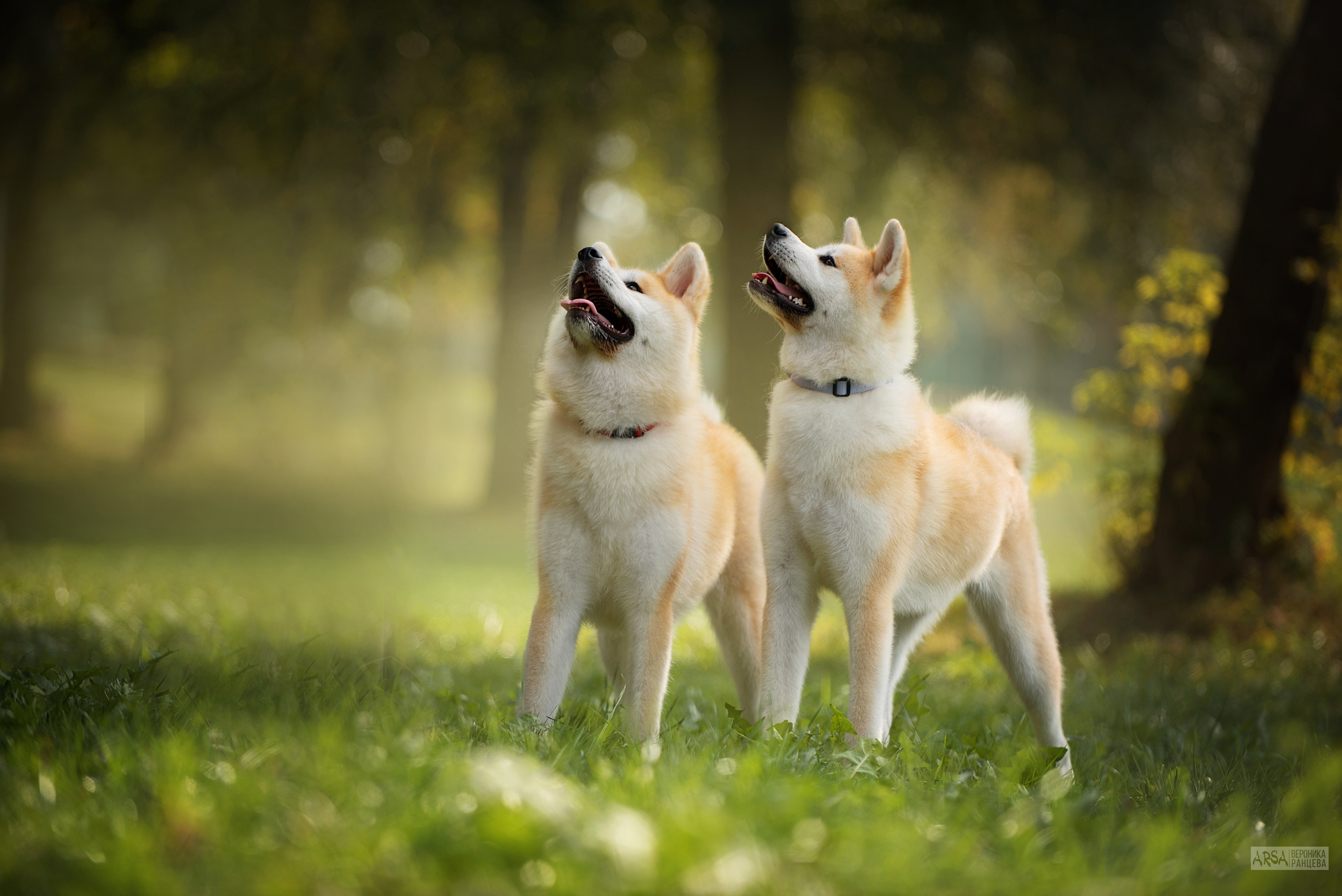 Собаки и кошки. Фотограф Вероника Ранцева, фотосессии с лошадьми в Минске и Могилеве
