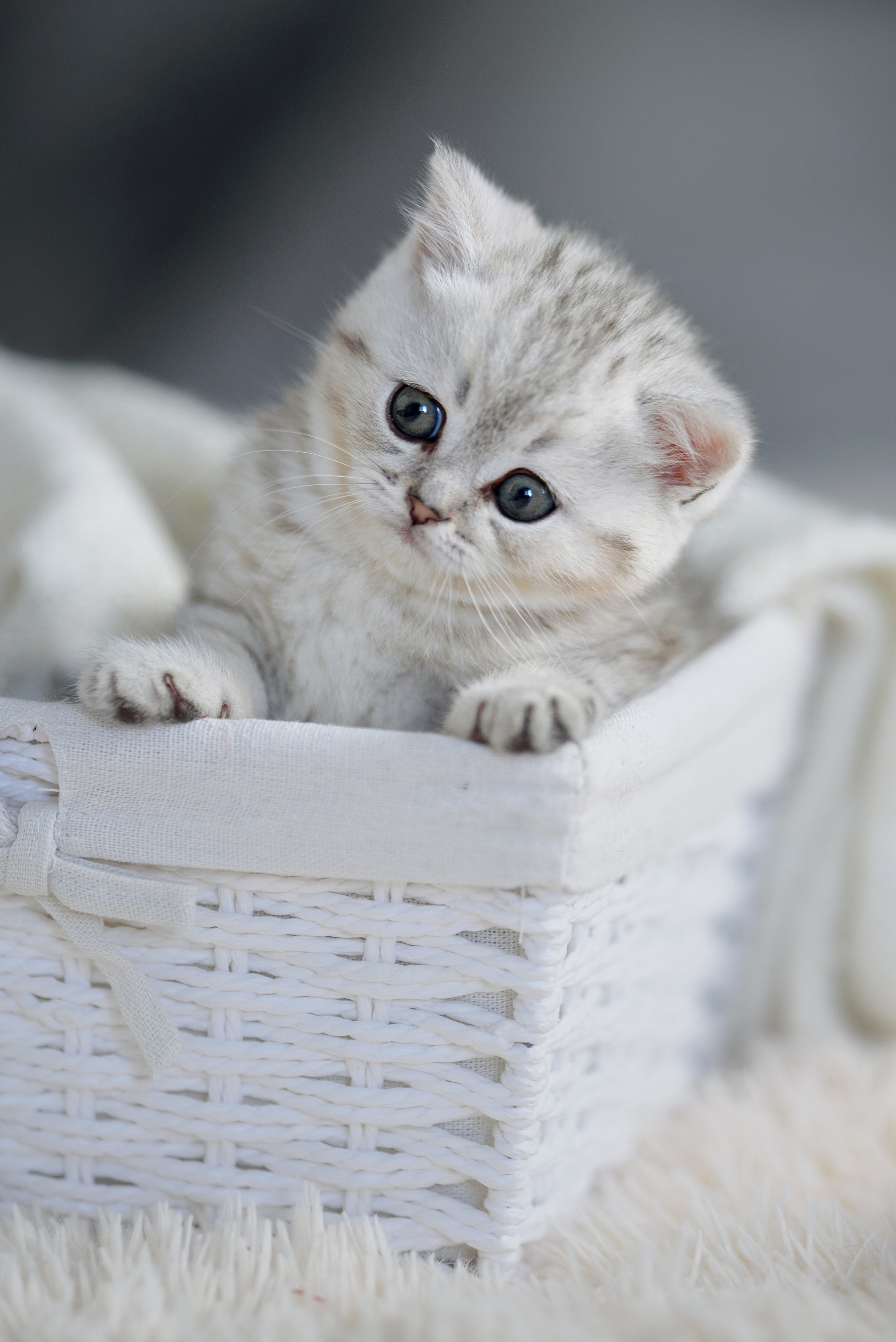Собаки и кошки. Фотограф Вероника Ранцева, фотосессии с лошадьми в Минске и Могилеве