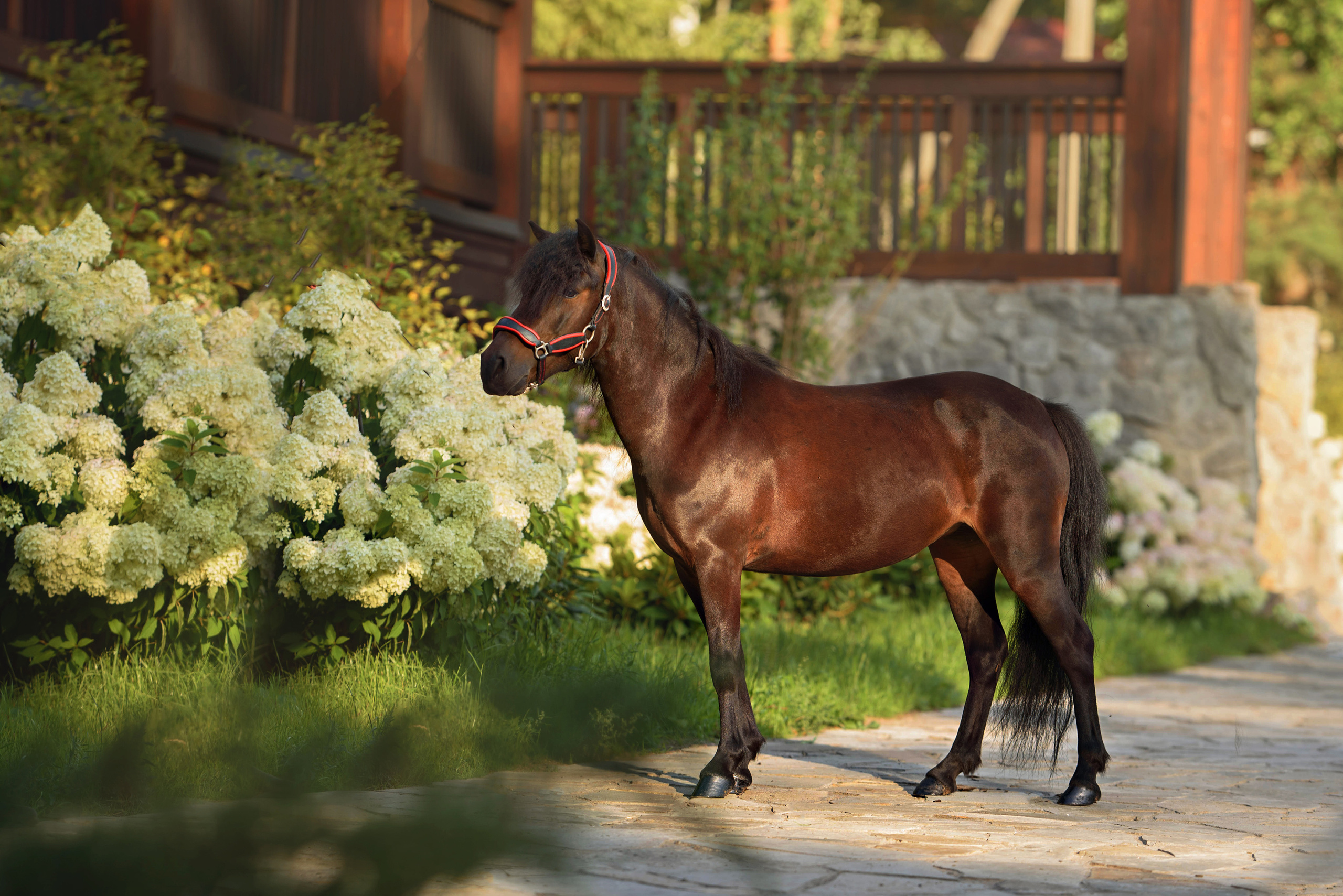 Лошади. Фотограф Вероника Ранцева, фотосессии с лошадьми в Минске и Могилеве