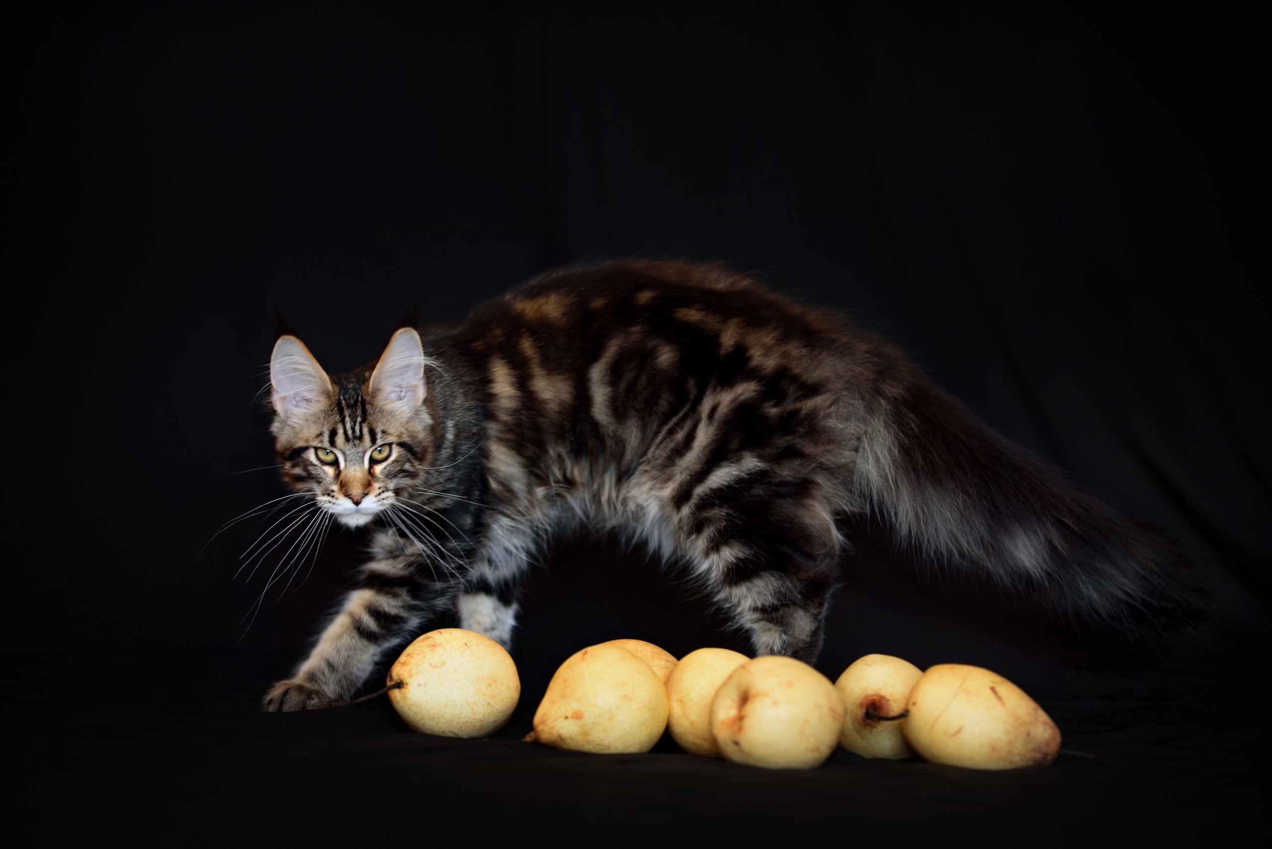 Собаки и кошки. Фотограф Вероника Ранцева, фотосессии с лошадьми в Минске и Могилеве