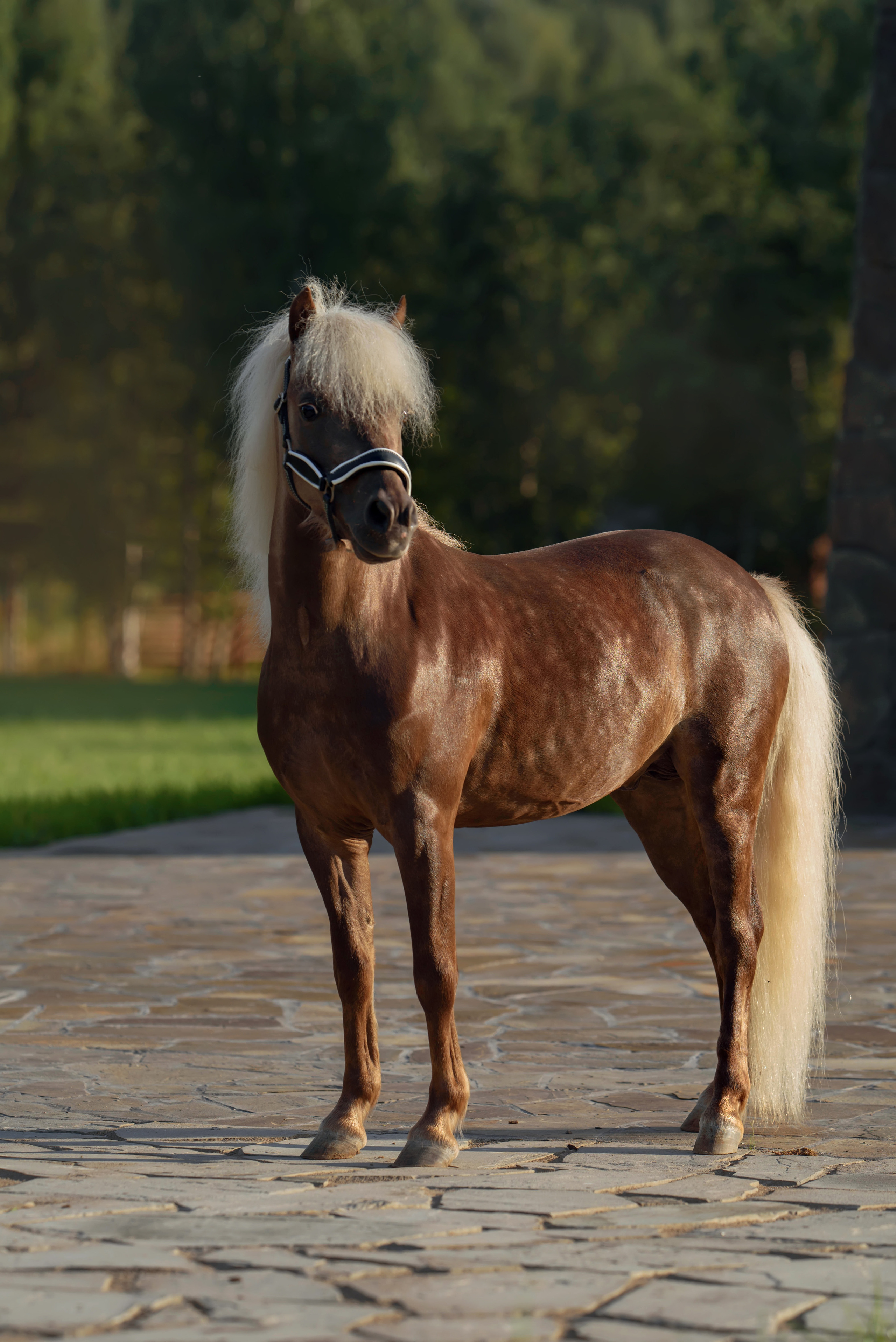 Лошади. Фотограф Вероника Ранцева, фотосессии с лошадьми в Минске и Могилеве