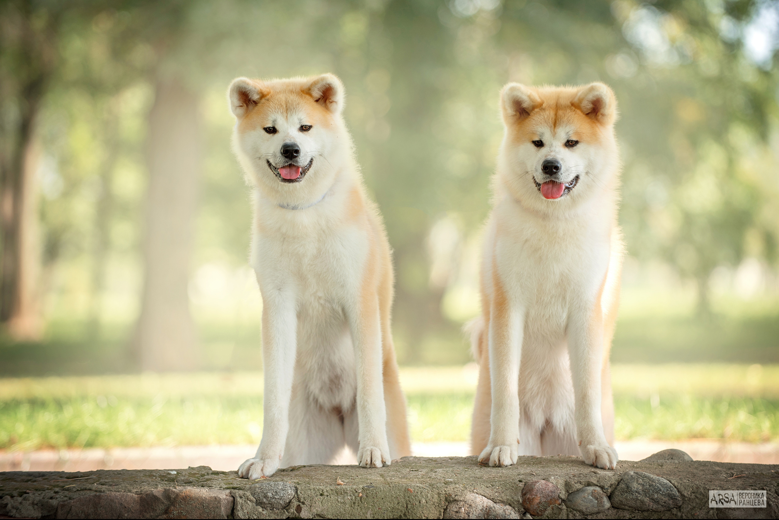 Собаки и кошки. Фотограф Вероника Ранцева, фотосессии с лошадьми в Минске и Могилеве
