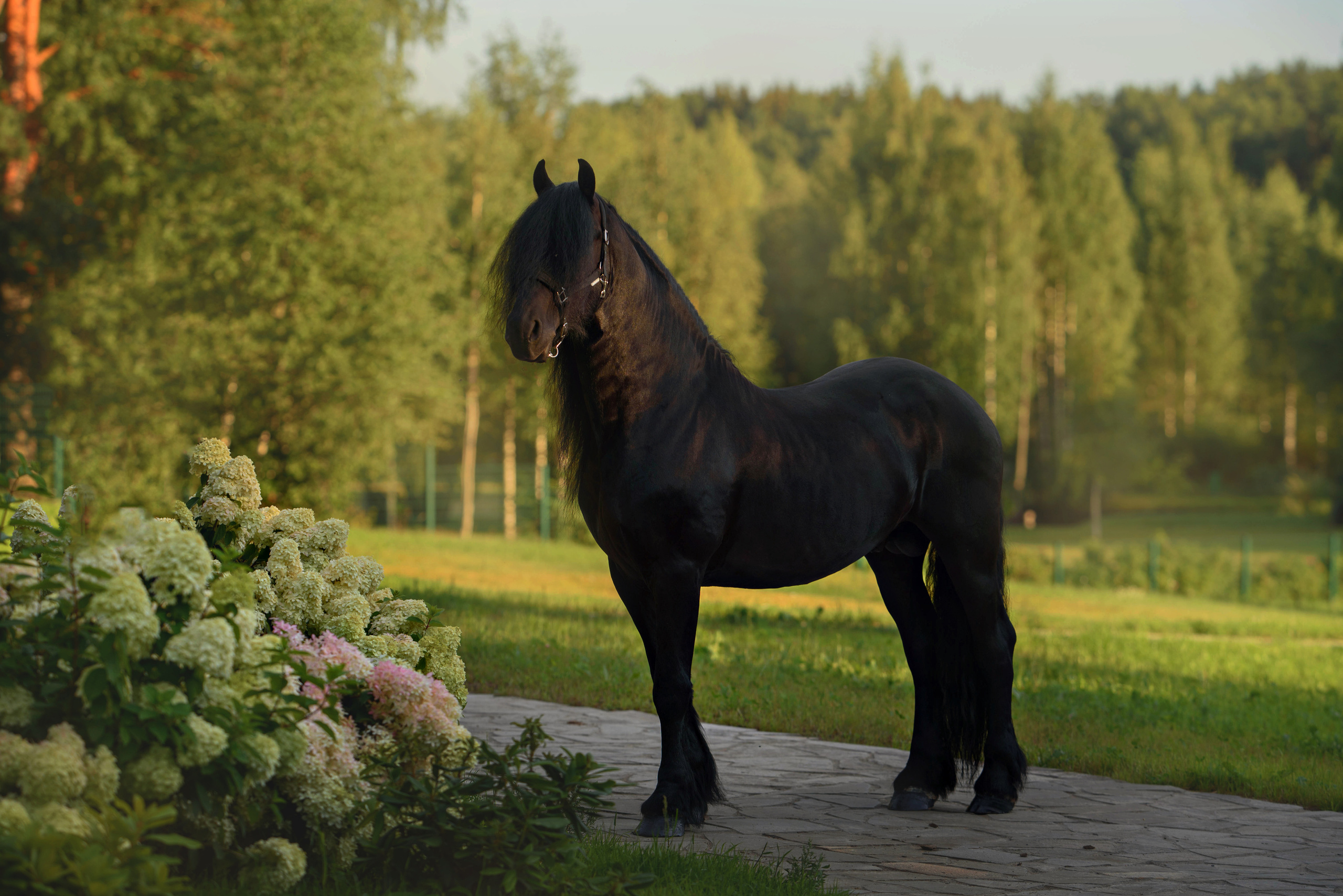 Лошади. Фотограф Вероника Ранцева, фотосессии с лошадьми в Минске и Могилеве