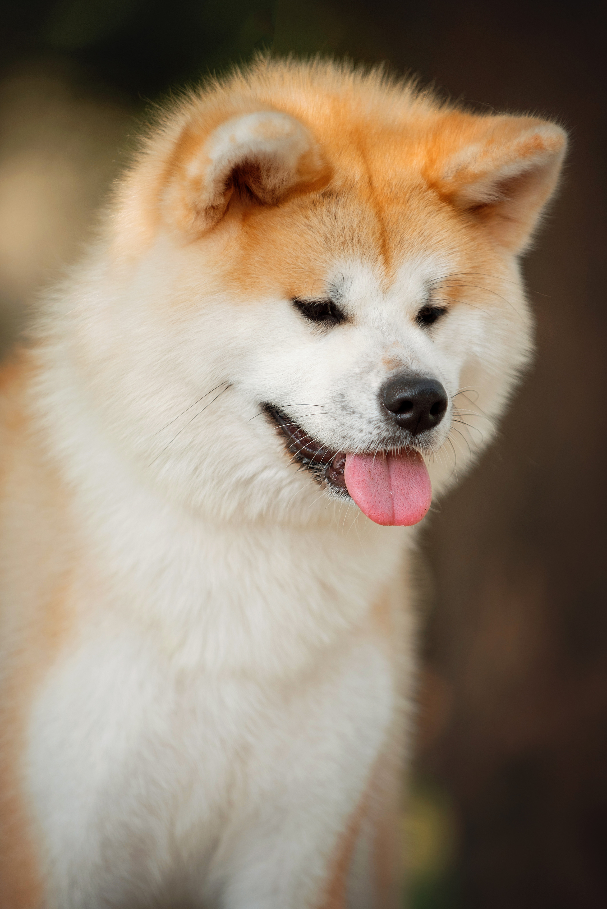 Собаки и кошки. Фотограф Вероника Ранцева, фотосессии с лошадьми в Минске и Могилеве