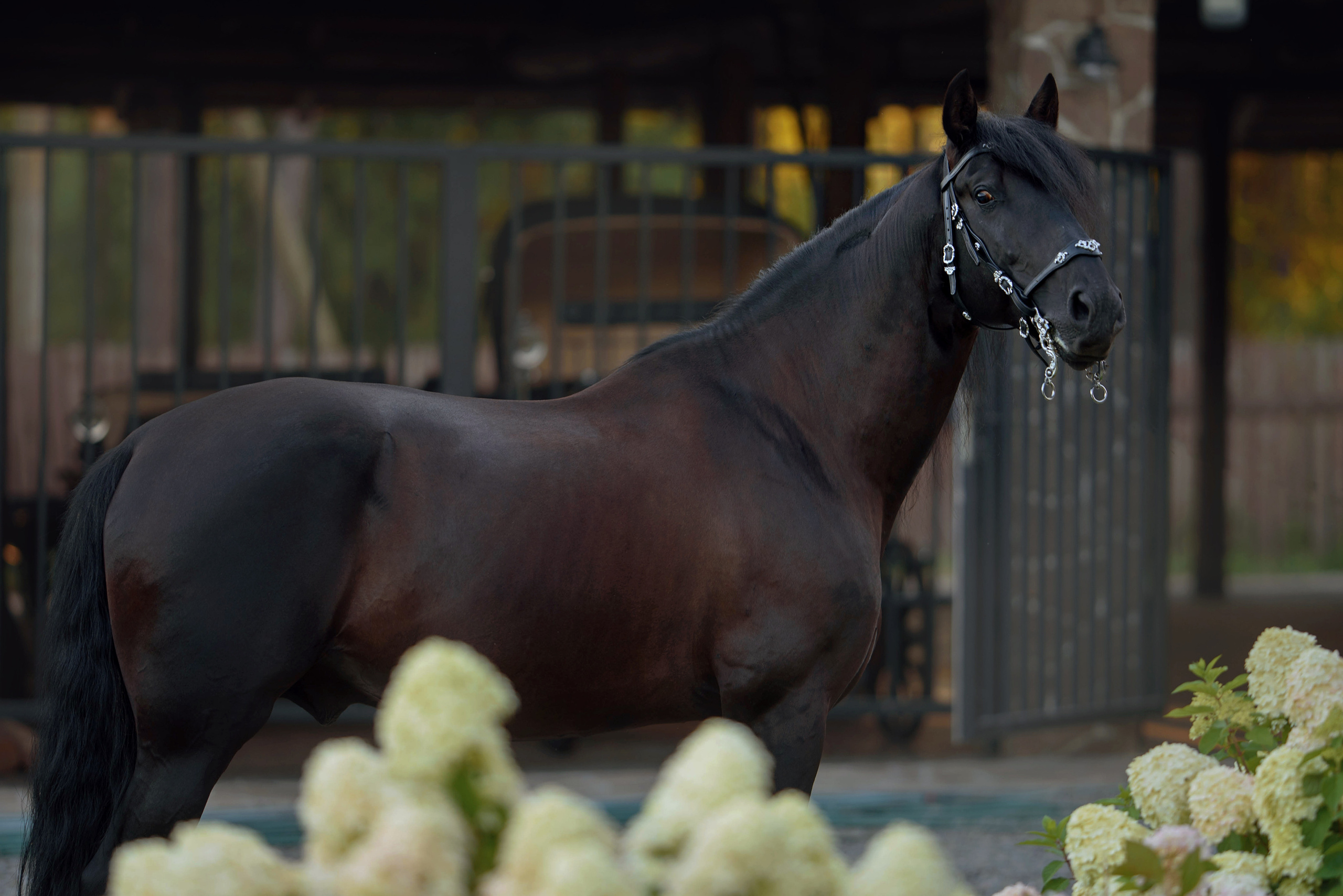 Лошади. Фотограф Вероника Ранцева, фотосессии с лошадьми в Минске и Могилеве