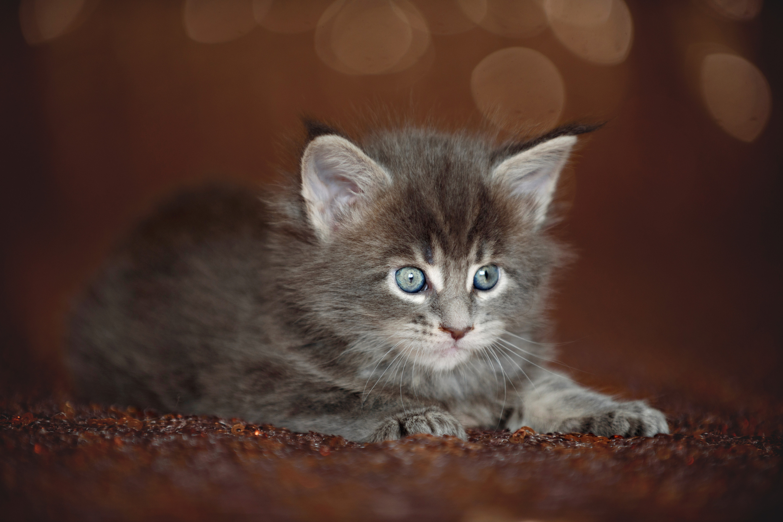 Собаки и кошки. Фотограф Вероника Ранцева, фотосессии с лошадьми в Минске и Могилеве
