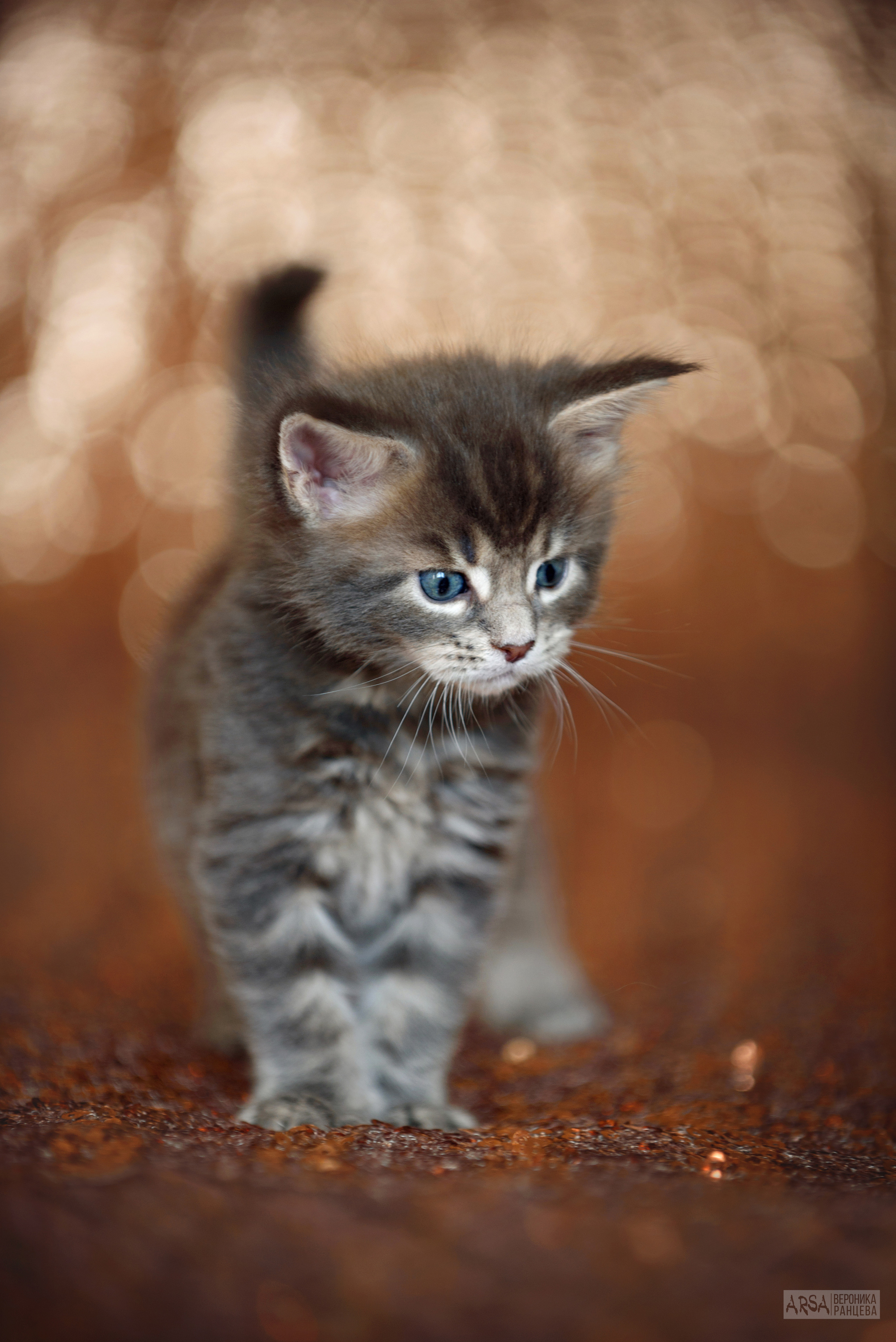 Собаки и кошки. Фотограф Вероника Ранцева, фотосессии с лошадьми в Минске и Могилеве