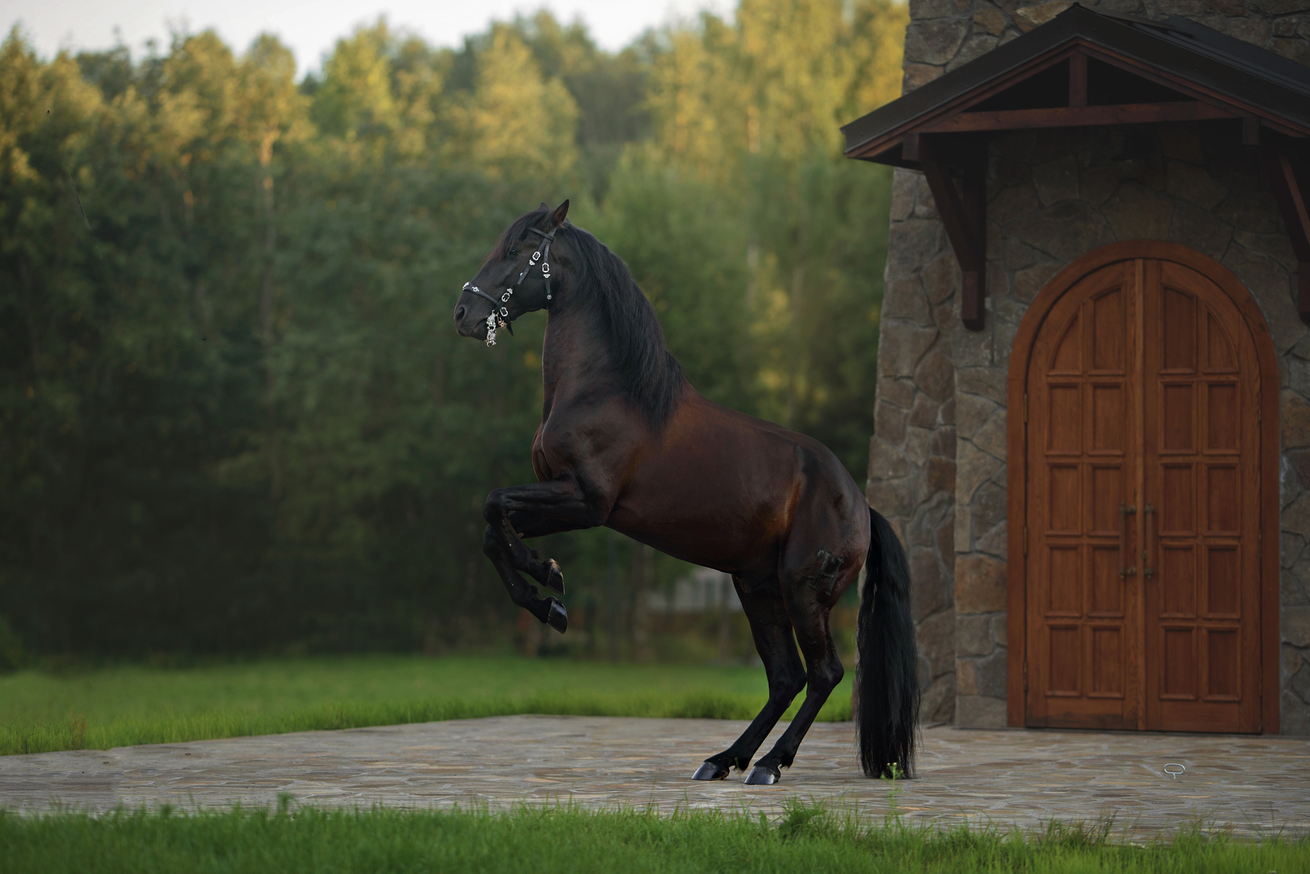 Лошади. Фотограф Вероника Ранцева, фотосессии с лошадьми в Минске и Могилеве