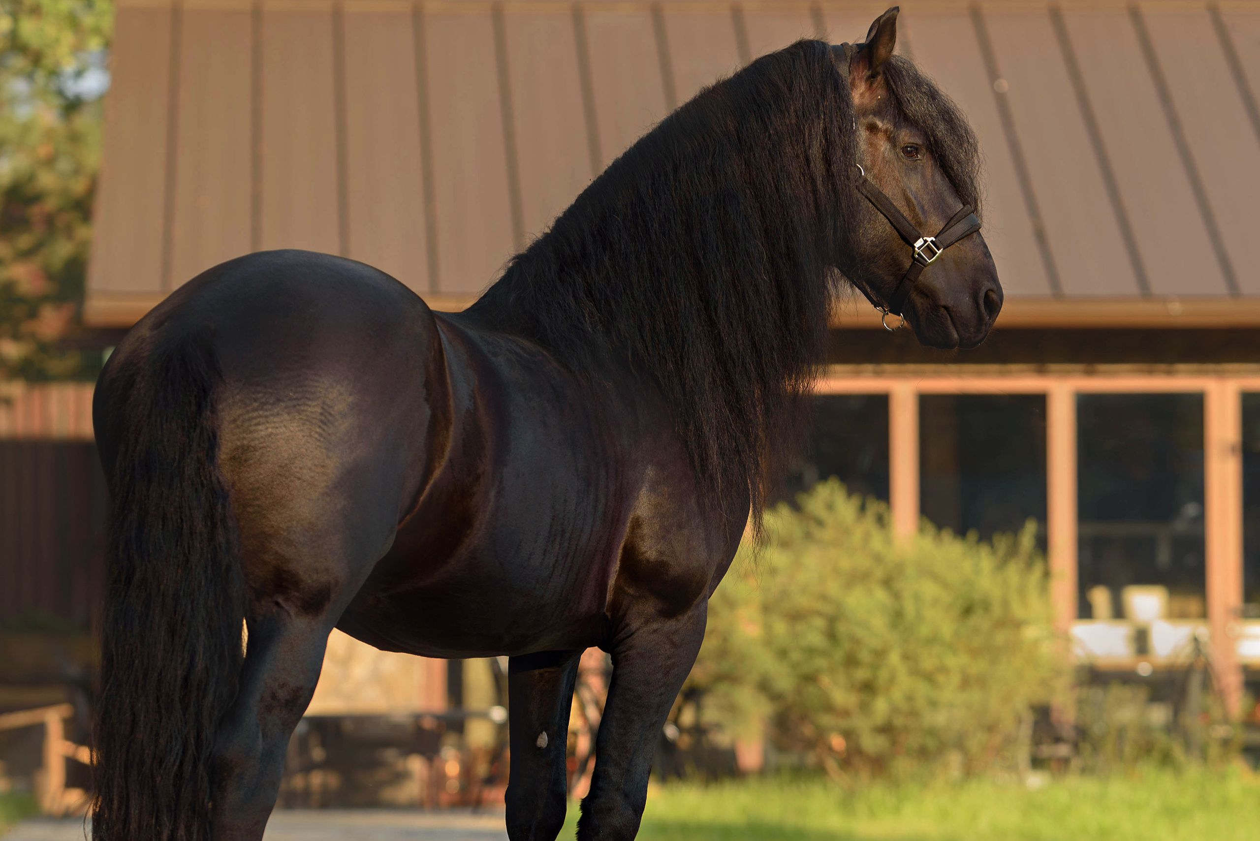 Лошади. Фотограф Вероника Ранцева, фотосессии с лошадьми в Минске и Могилеве