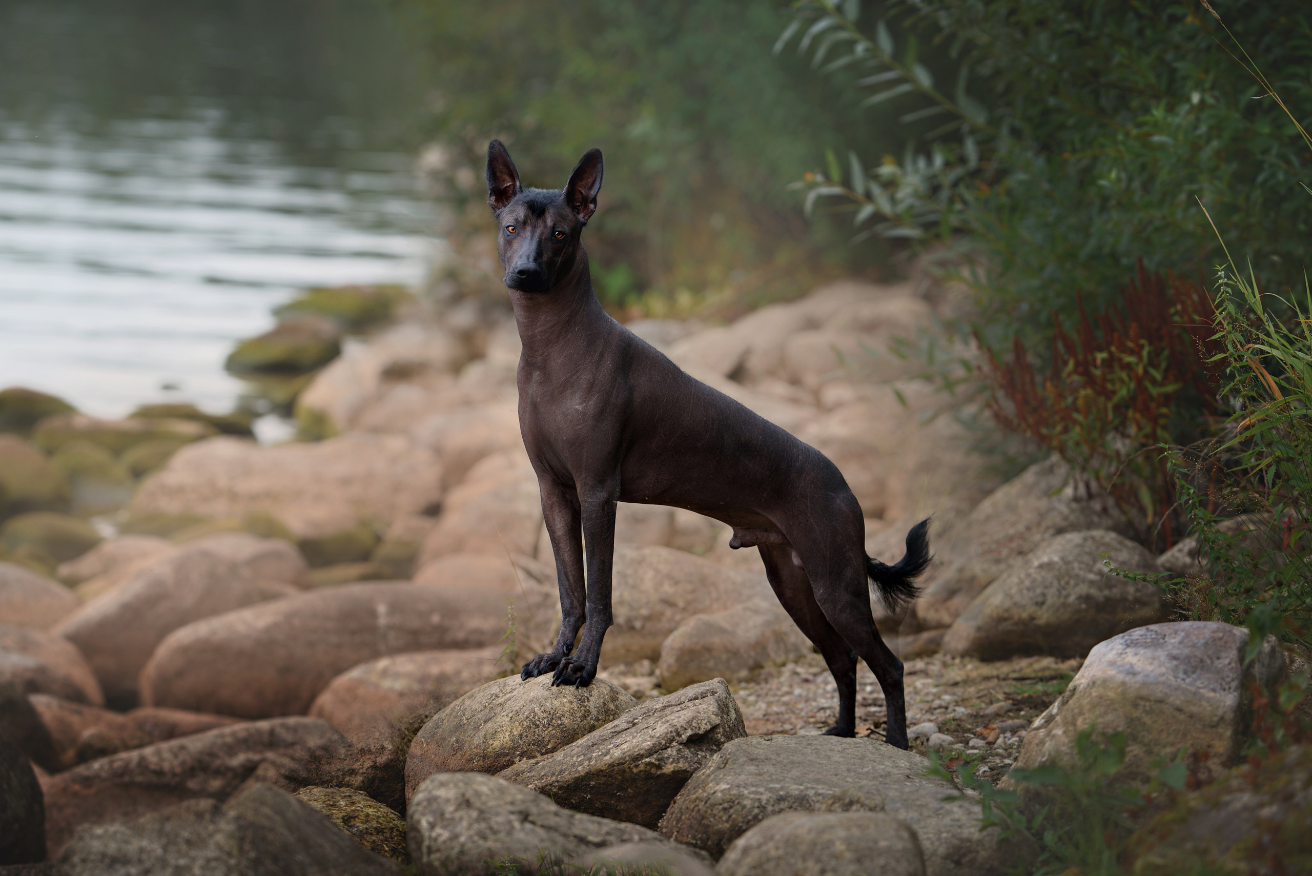 Собаки и кошки. Фотограф Вероника Ранцева, фотосессии с лошадьми в Минске и Могилеве