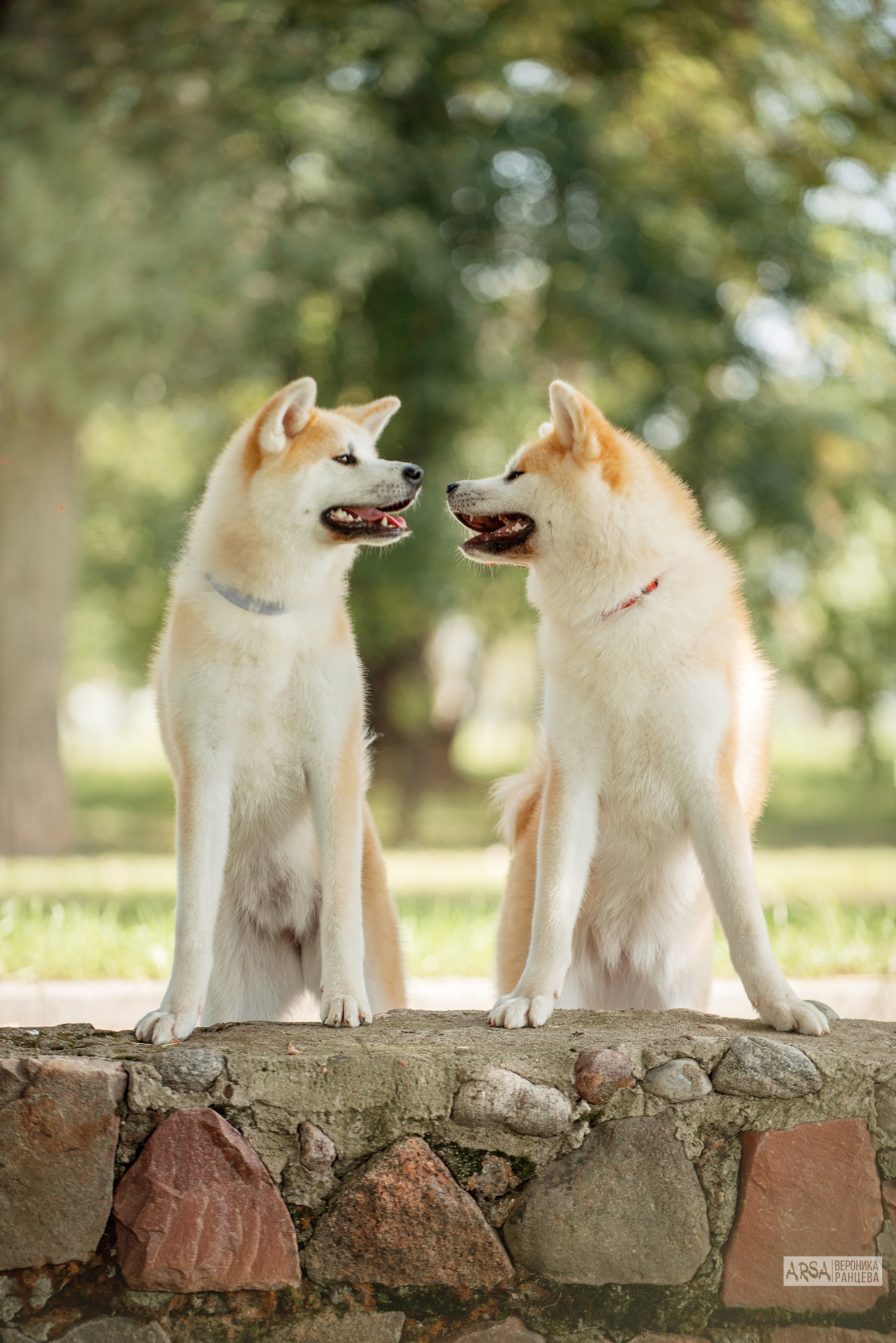 Собаки и кошки. Фотограф Вероника Ранцева, фотосессии с лошадьми в Минске и Могилеве