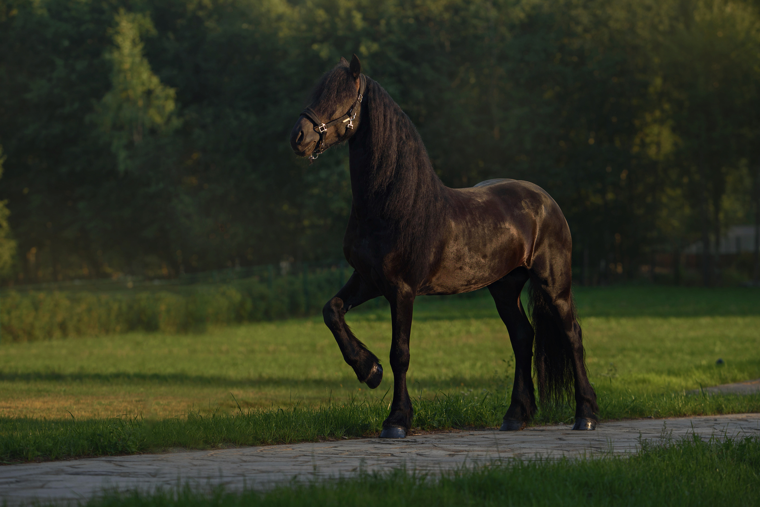 Лошади. Фотограф Вероника Ранцева, фотосессии с лошадьми в Минске и Могилеве