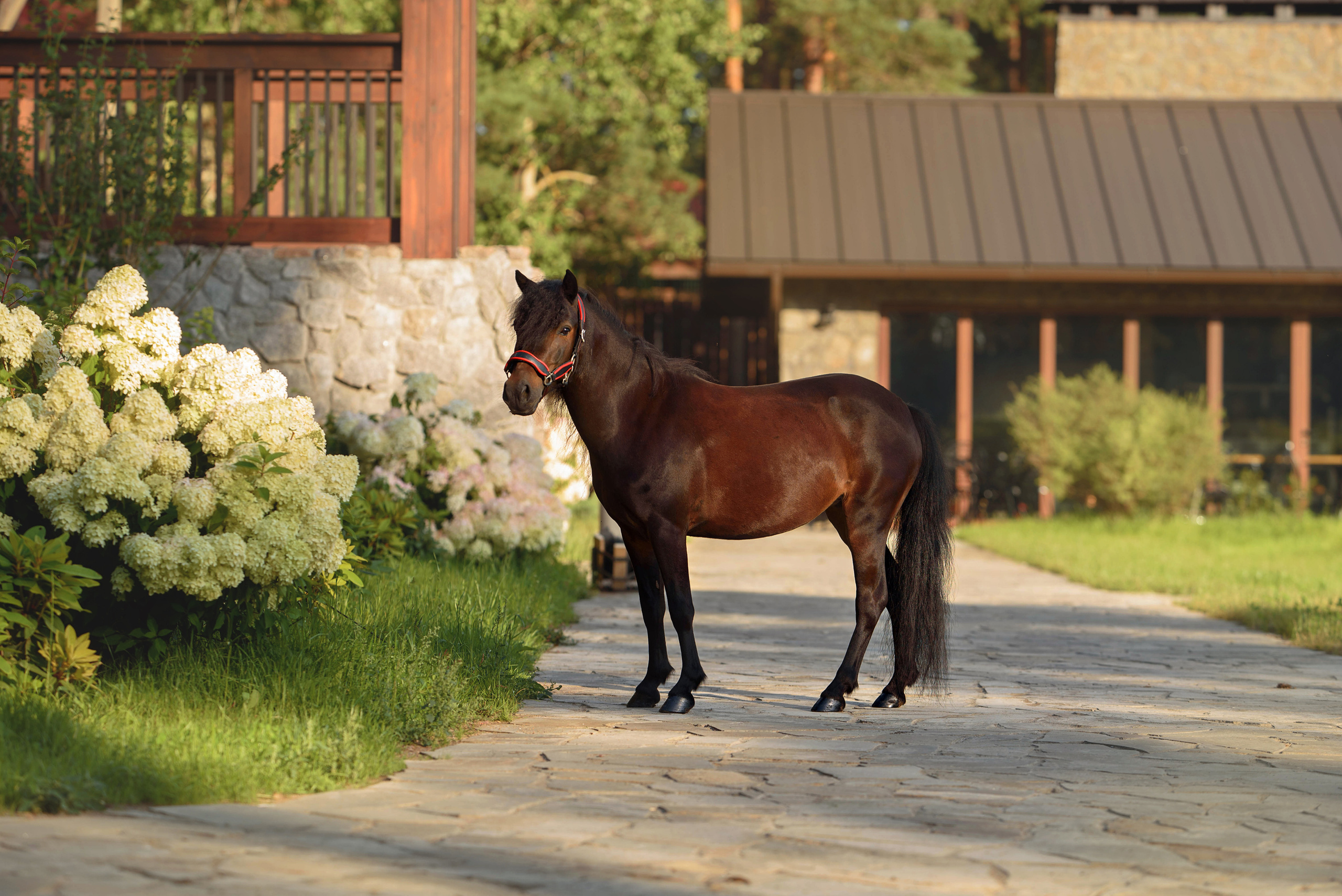 Лошади. Фотограф Вероника Ранцева, фотосессии с лошадьми в Минске и Могилеве