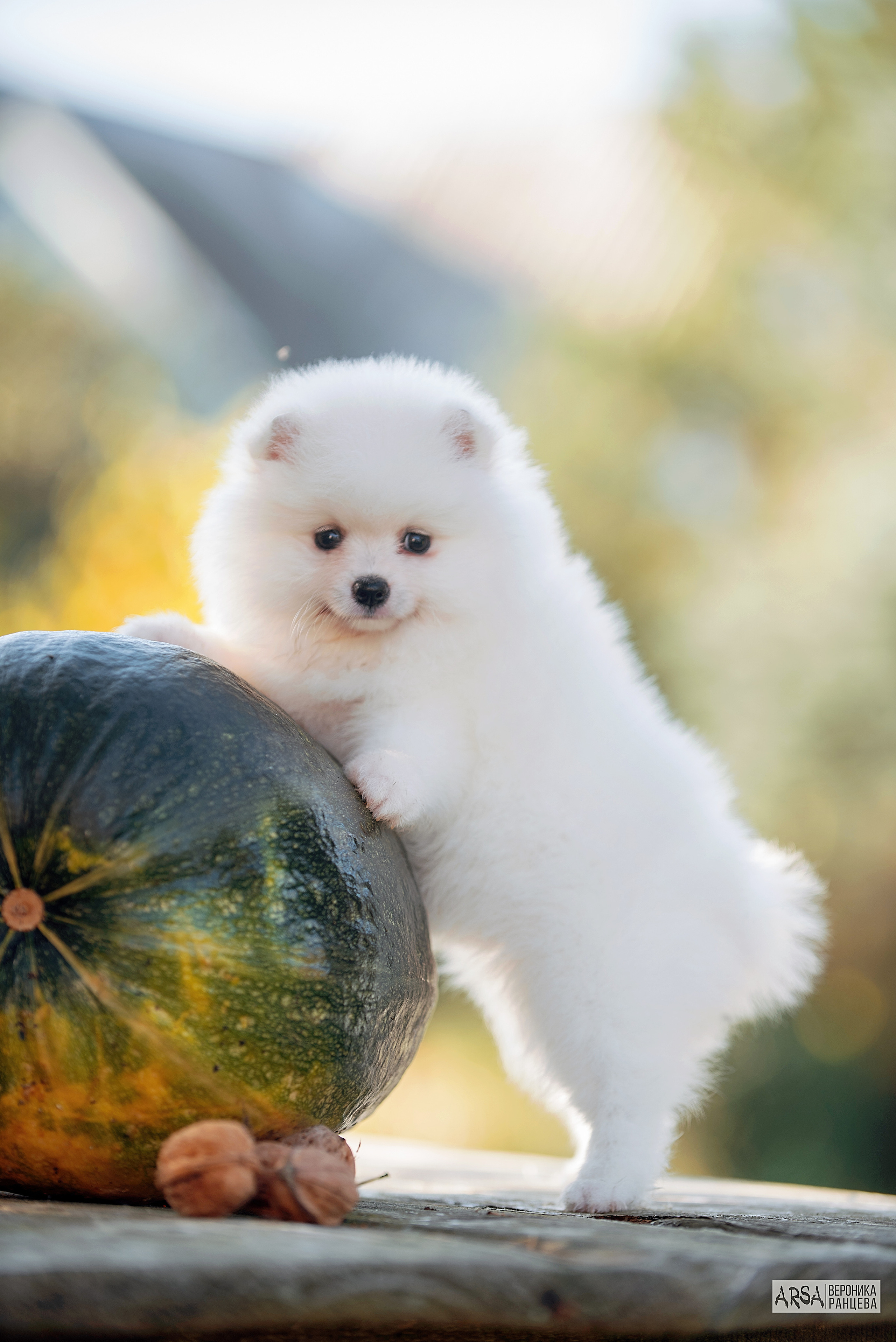Собаки и кошки. Фотограф Вероника Ранцева, фотосессии с лошадьми в Минске и Могилеве