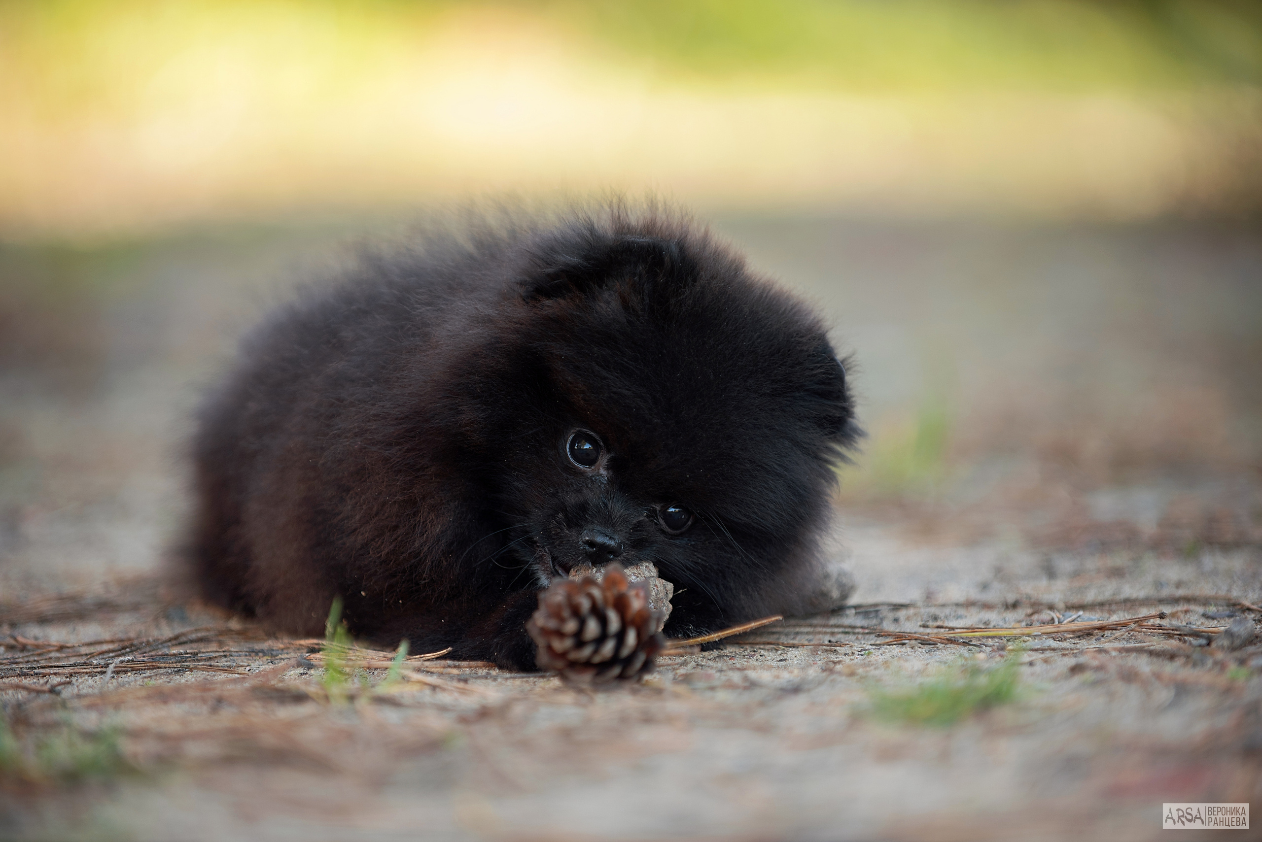 Собаки и кошки. Фотограф Вероника Ранцева, фотосессии с лошадьми в Минске и Могилеве
