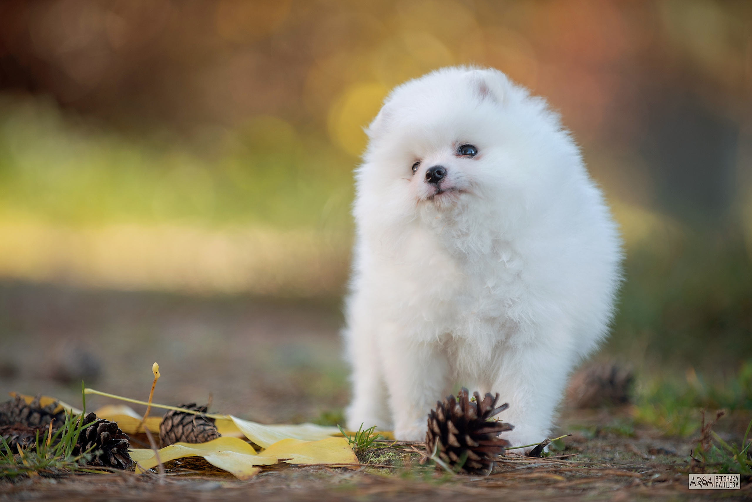 Собаки и кошки. Фотограф Вероника Ранцева, фотосессии с лошадьми в Минске и Могилеве
