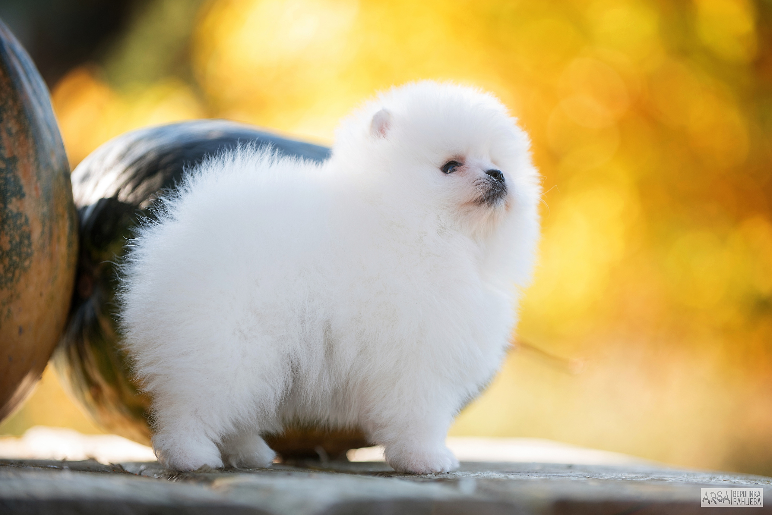 Собаки и кошки. Фотограф Вероника Ранцева, фотосессии с лошадьми в Минске и Могилеве