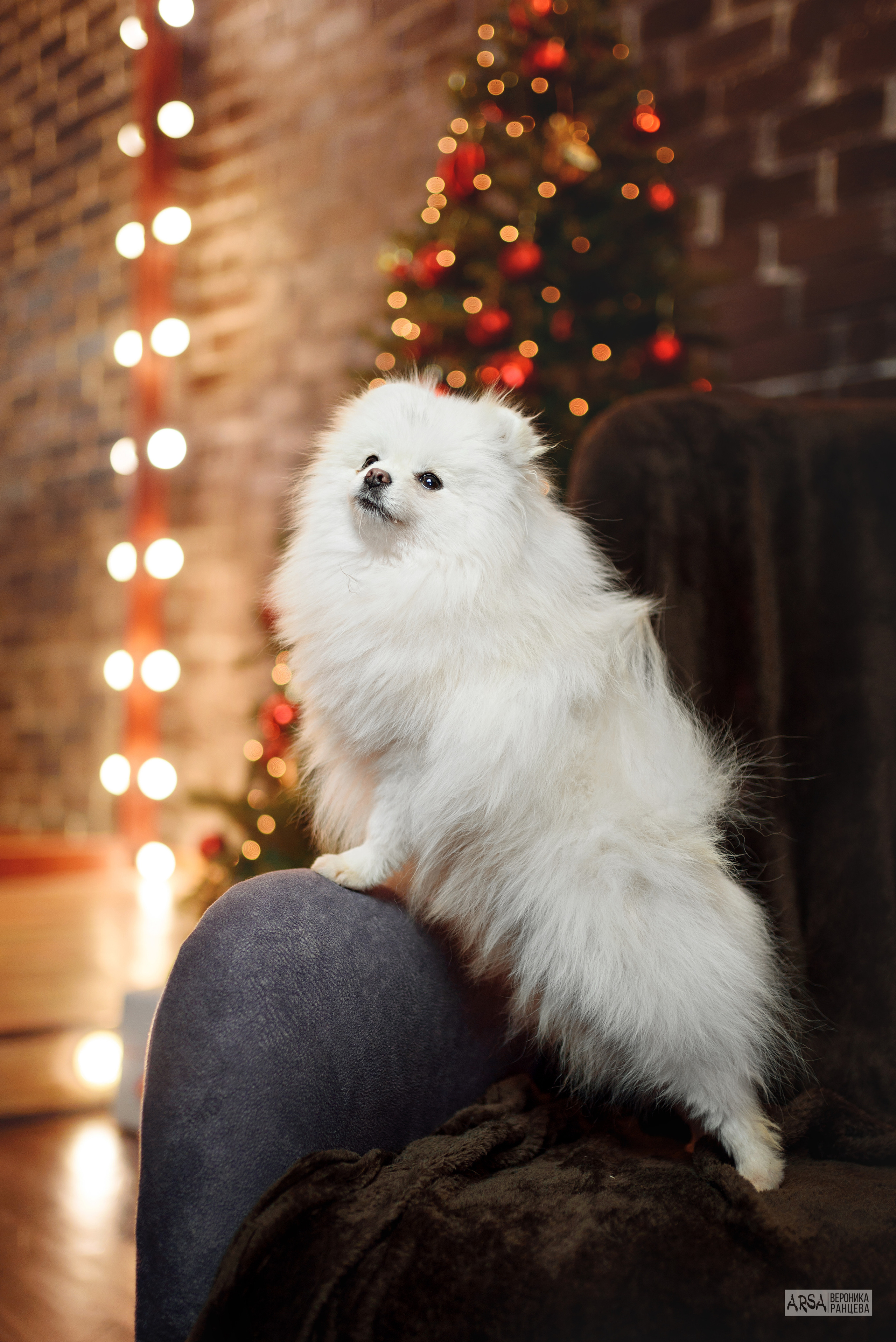 Собаки и кошки. Фотограф Вероника Ранцева, фотосессии с лошадьми в Минске и Могилеве