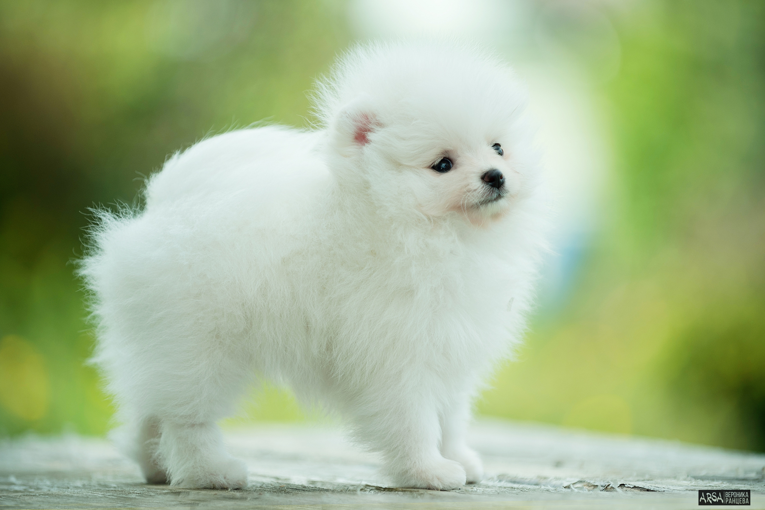 Собаки и кошки. Фотограф Вероника Ранцева, фотосессии с лошадьми в Минске и Могилеве