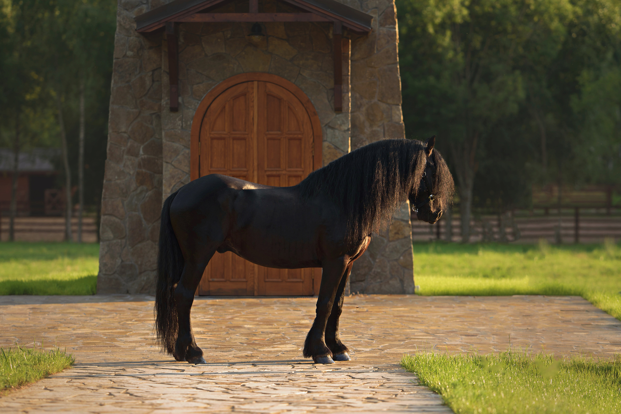 Лошади. Фотограф Вероника Ранцева, фотосессии с лошадьми в Минске и Могилеве