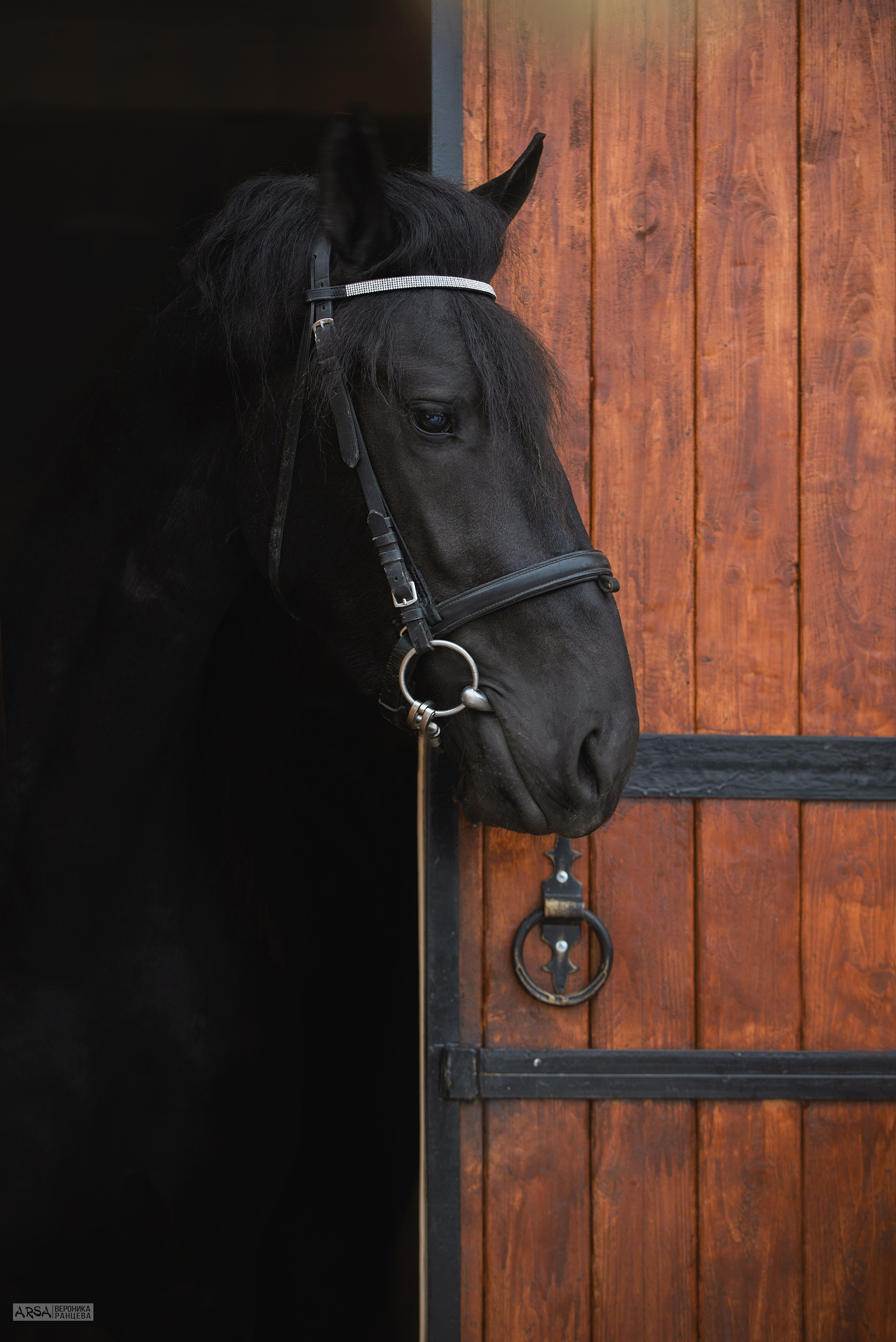 Лошади. Фотограф Вероника Ранцева, фотосессии с лошадьми в Минске и Могилеве