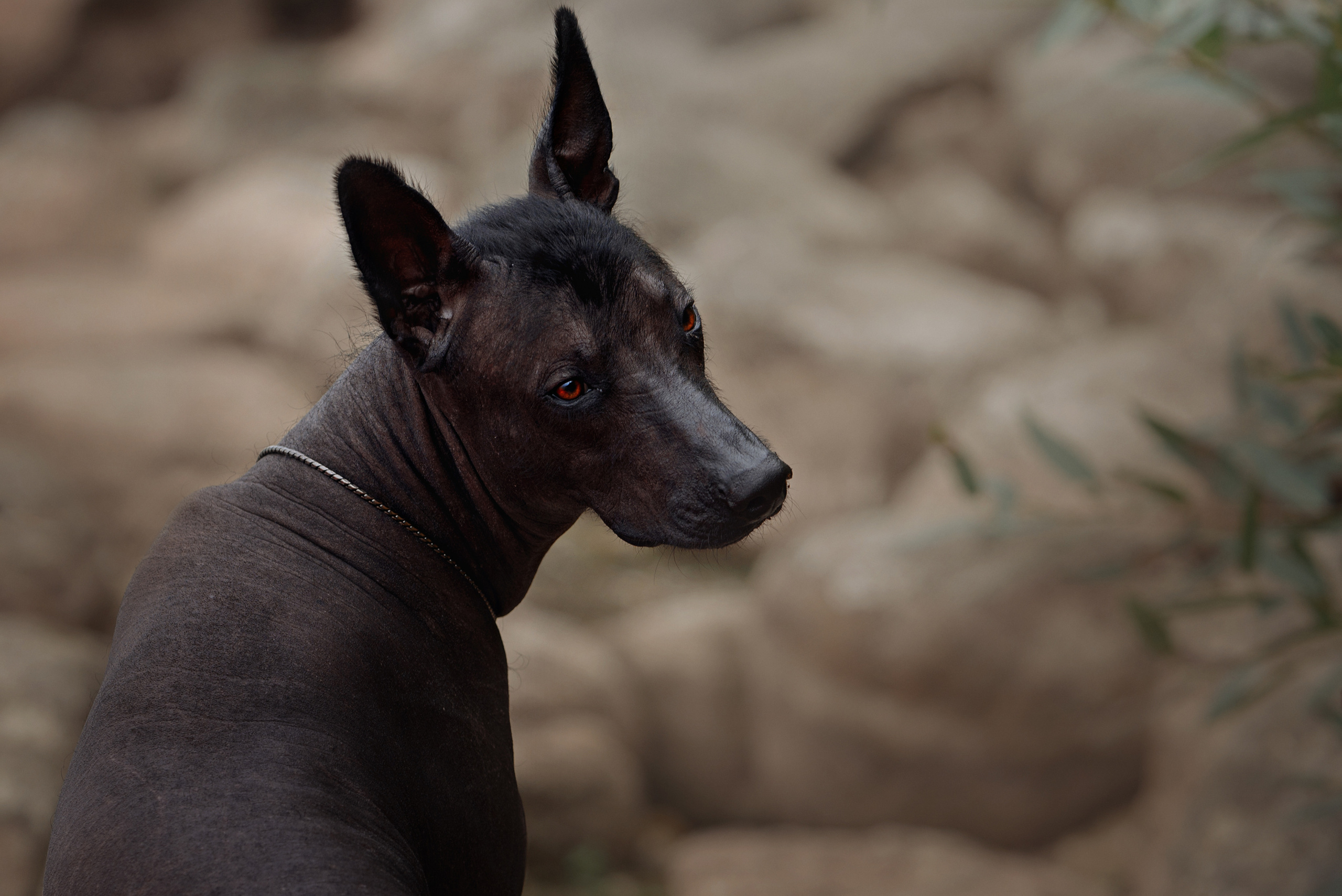 Собаки и кошки. Фотограф Вероника Ранцева, фотосессии с лошадьми в Минске и Могилеве